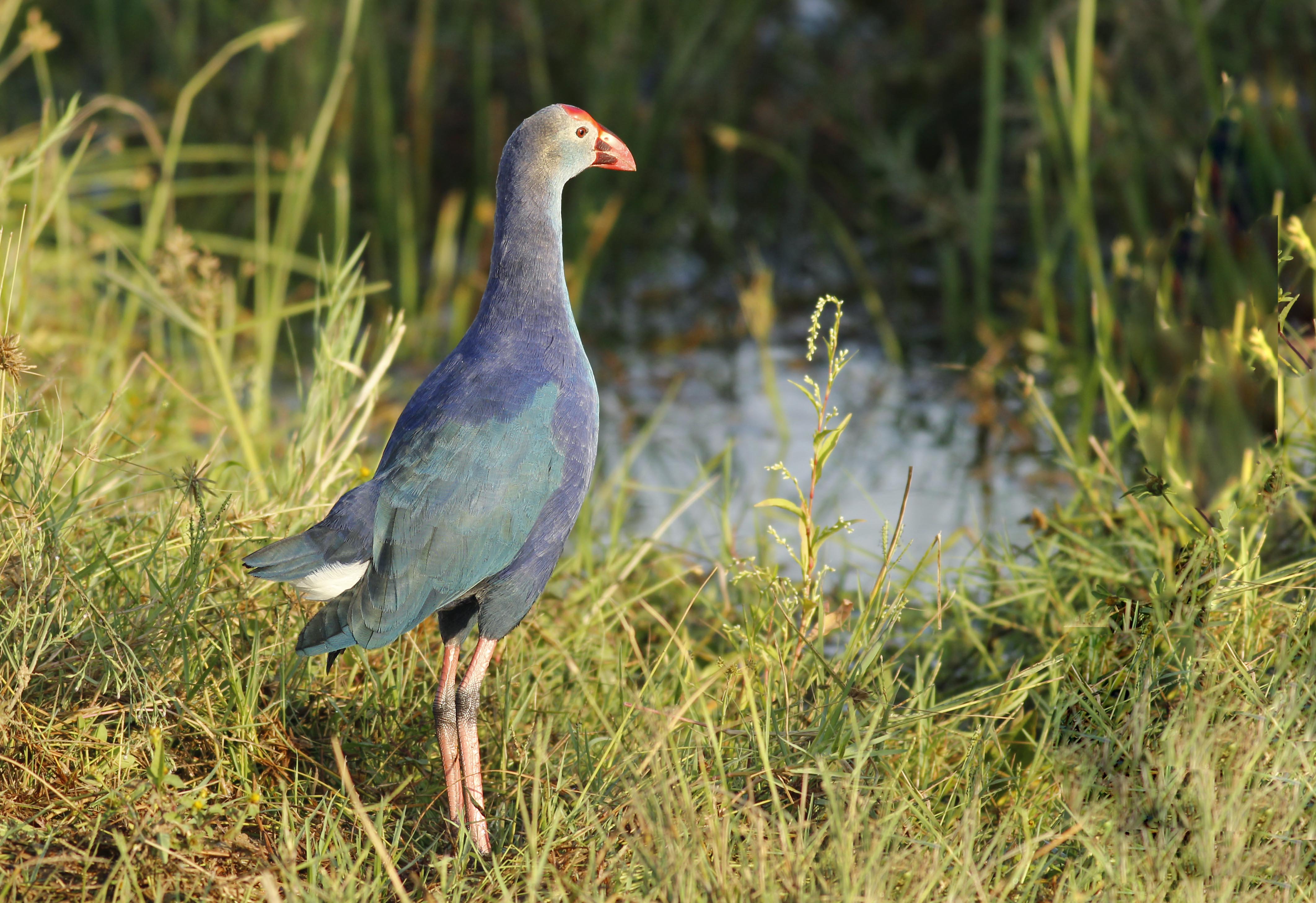 Western Swamphen