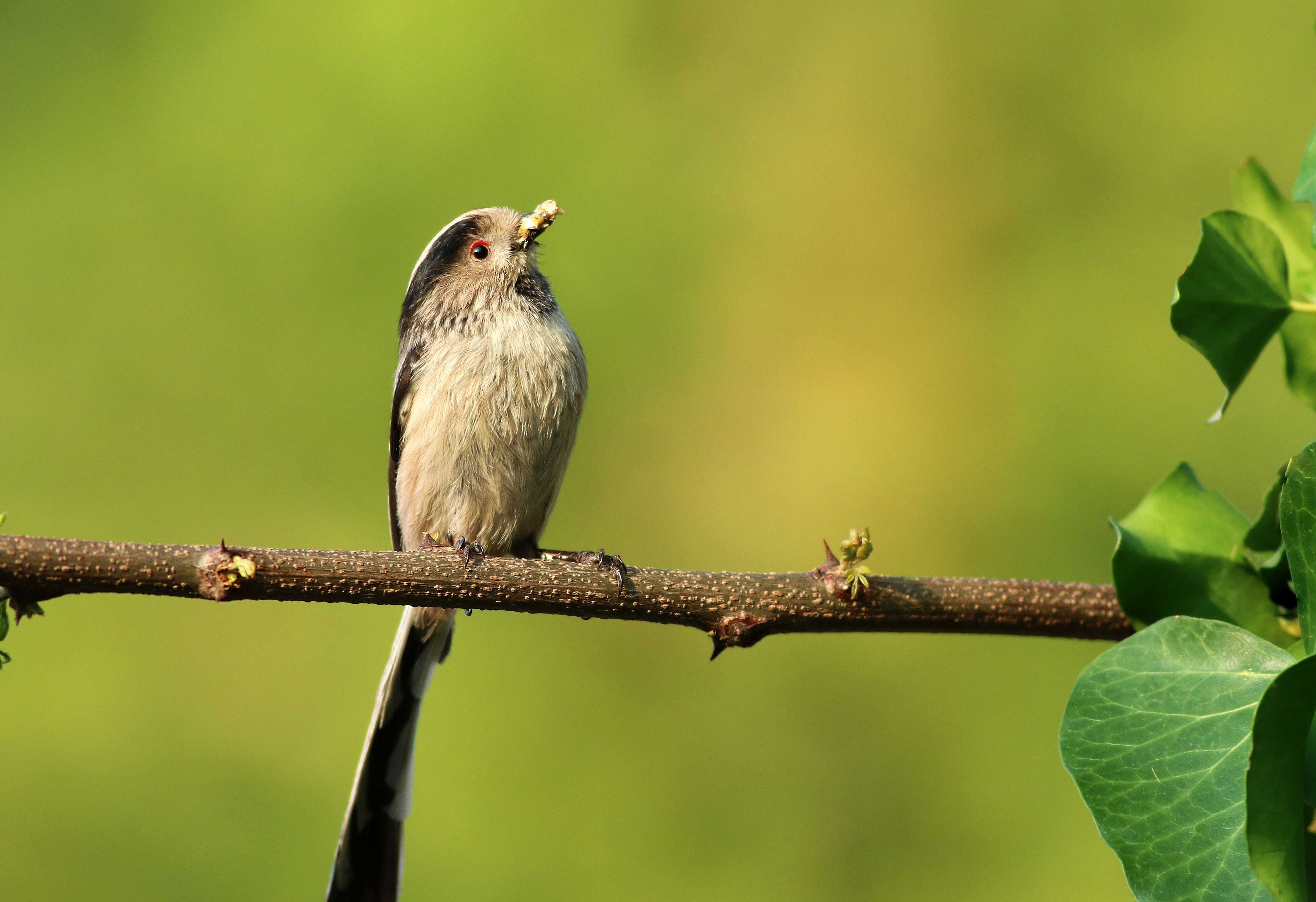 Long-tailed Tit