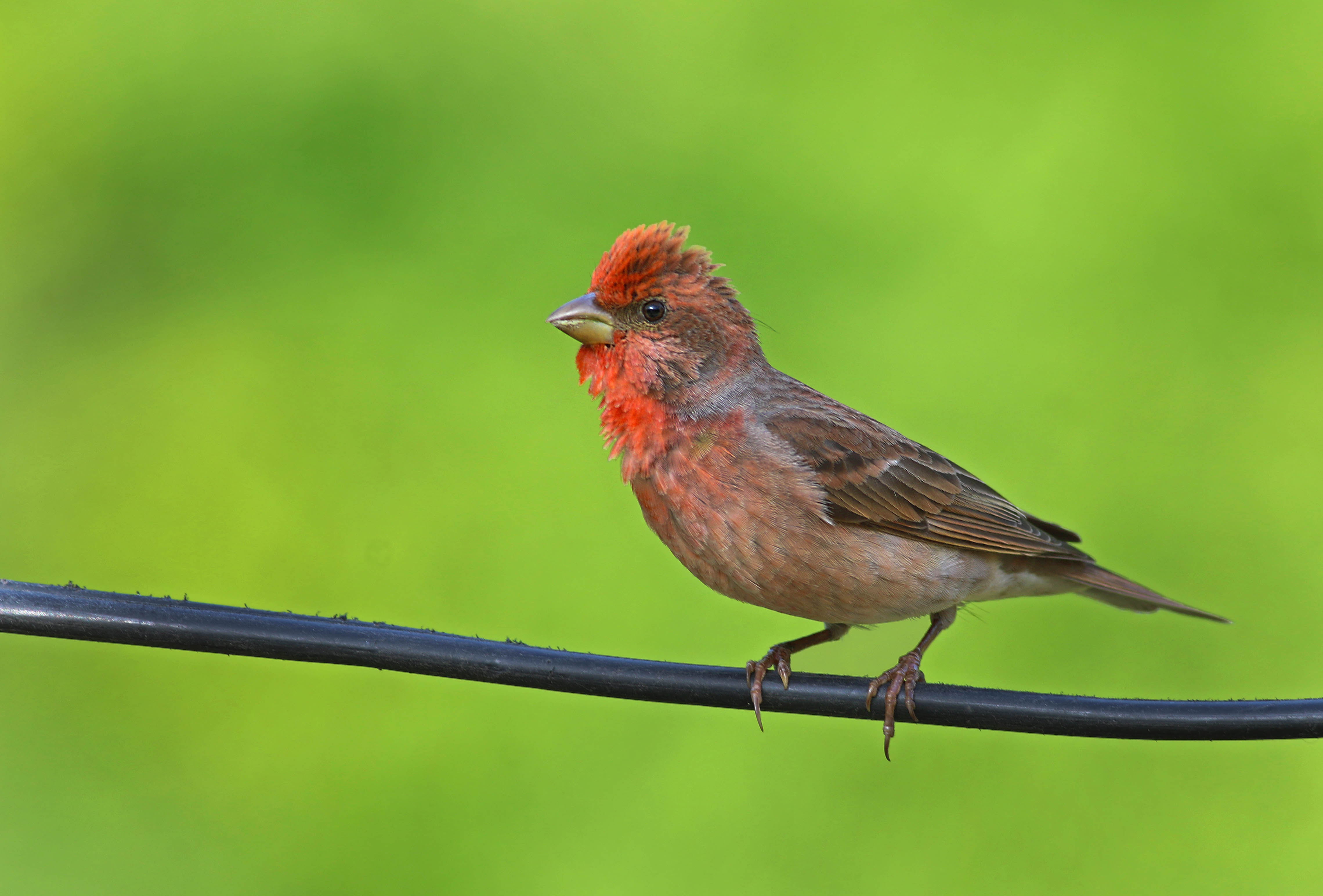 Common Rosefinch