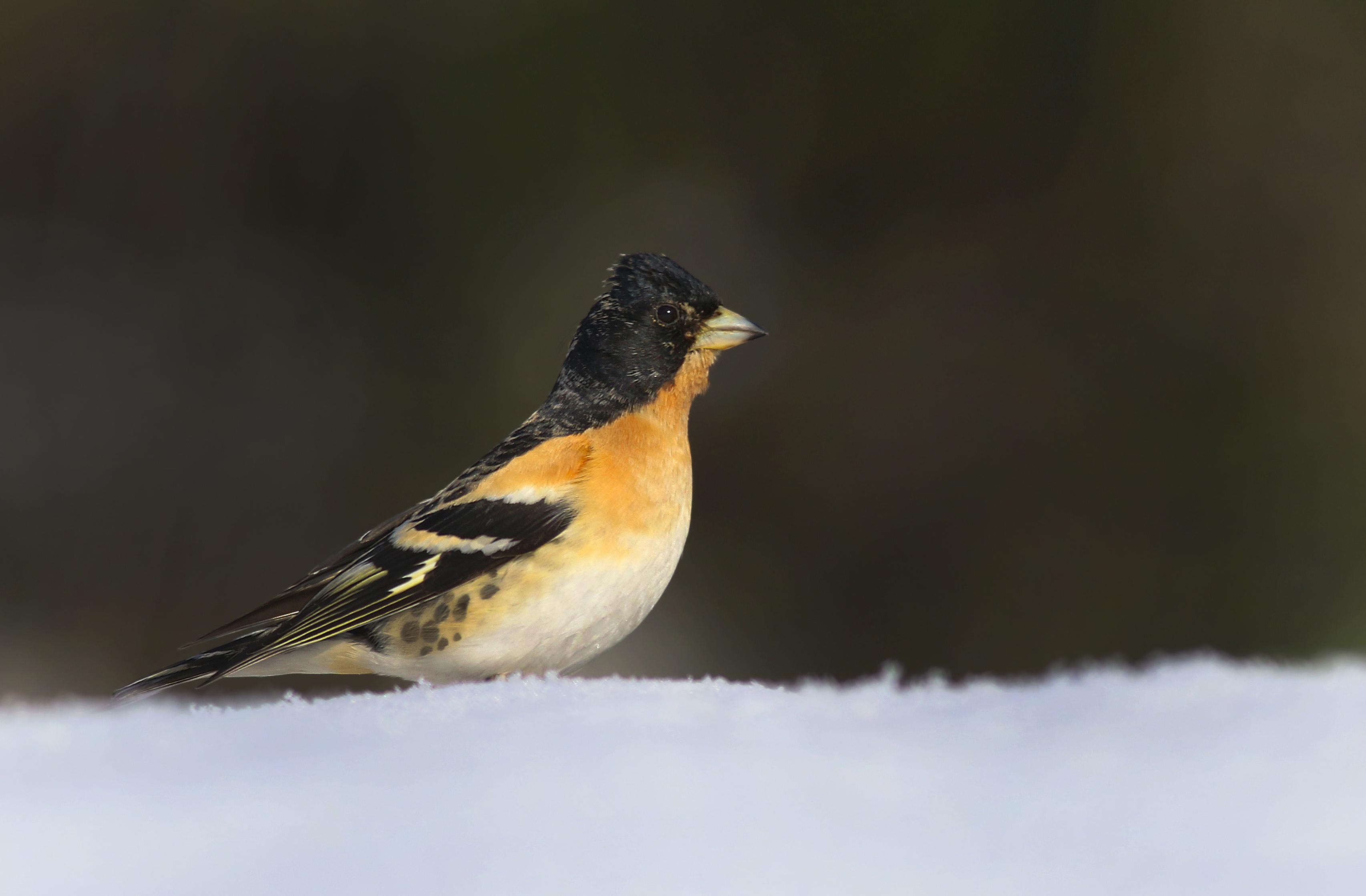 Brambling