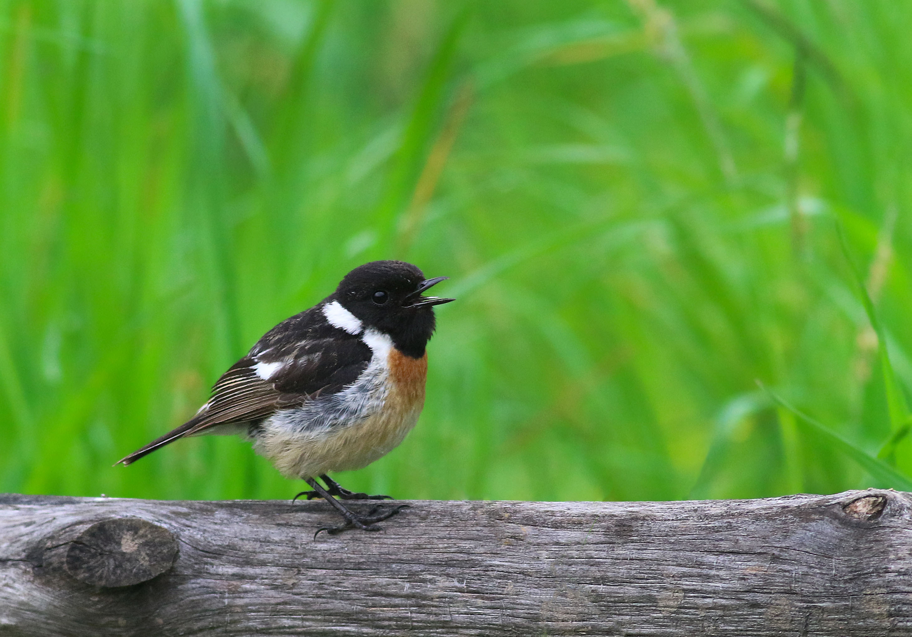 European Stonechat