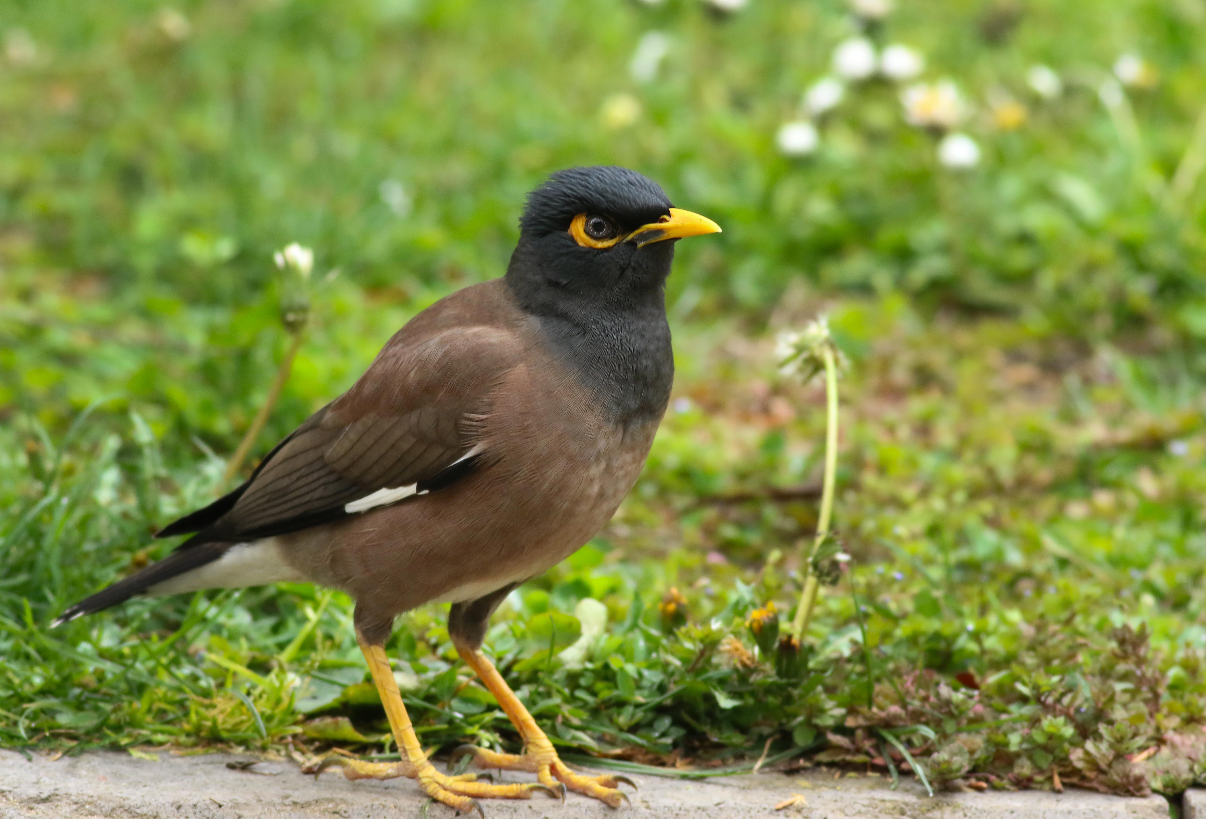 Common Myna