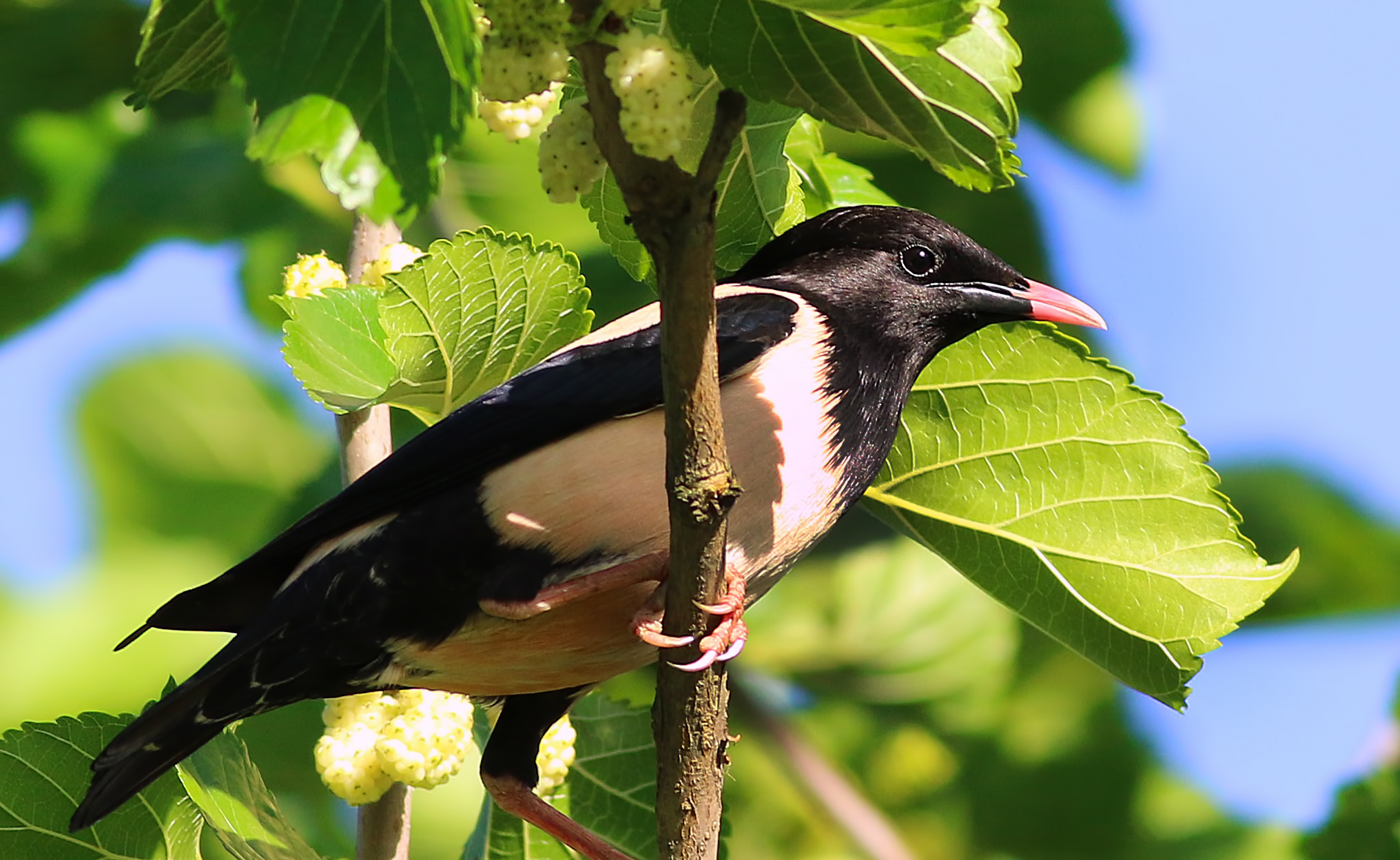Rosy Starling