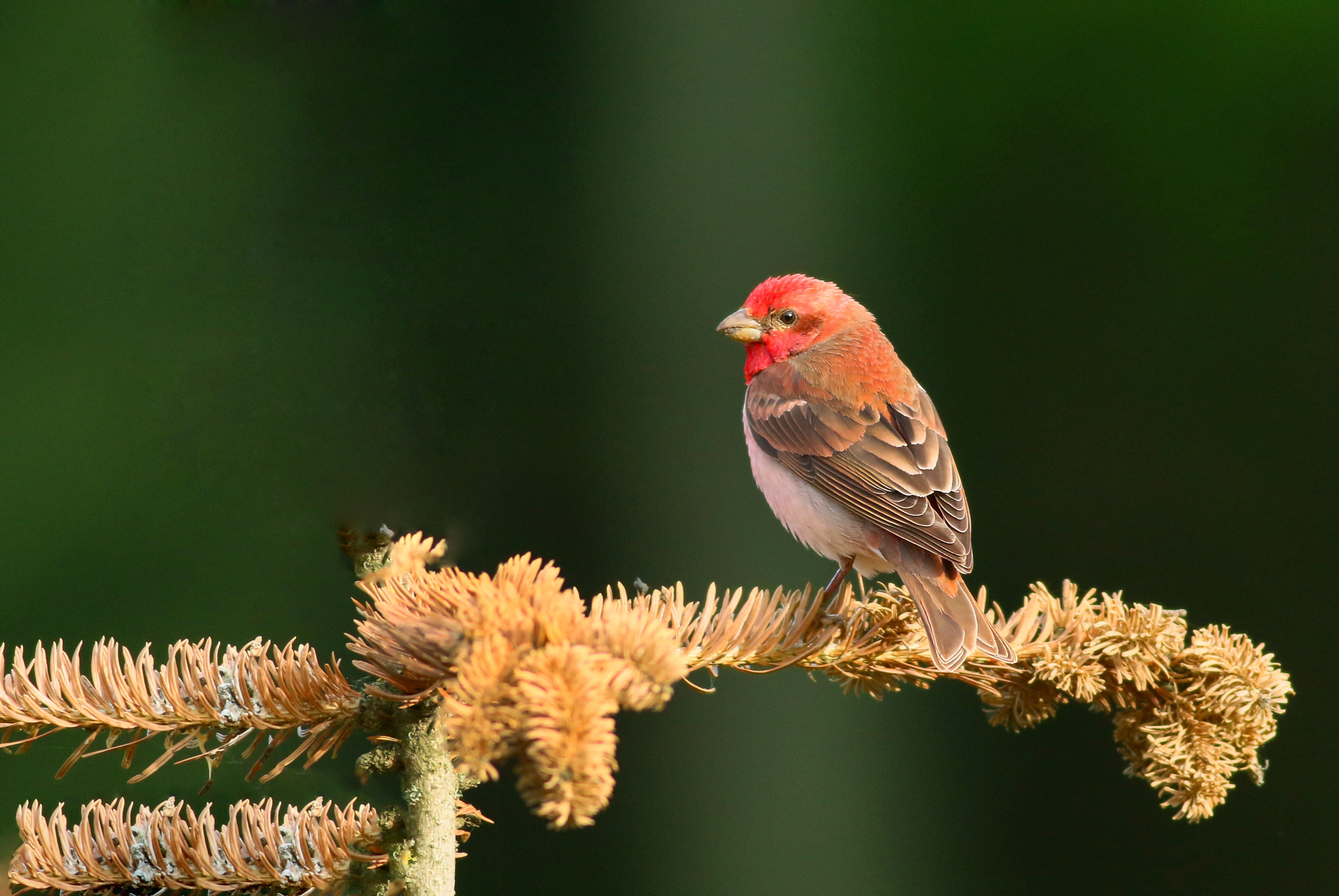 Common Rosefinch