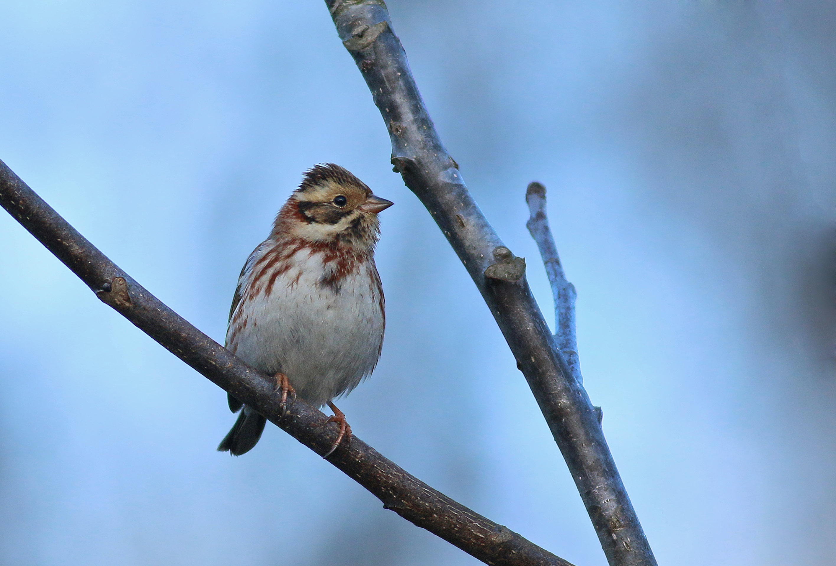 Rustic Bunting — Ana fotoğraf