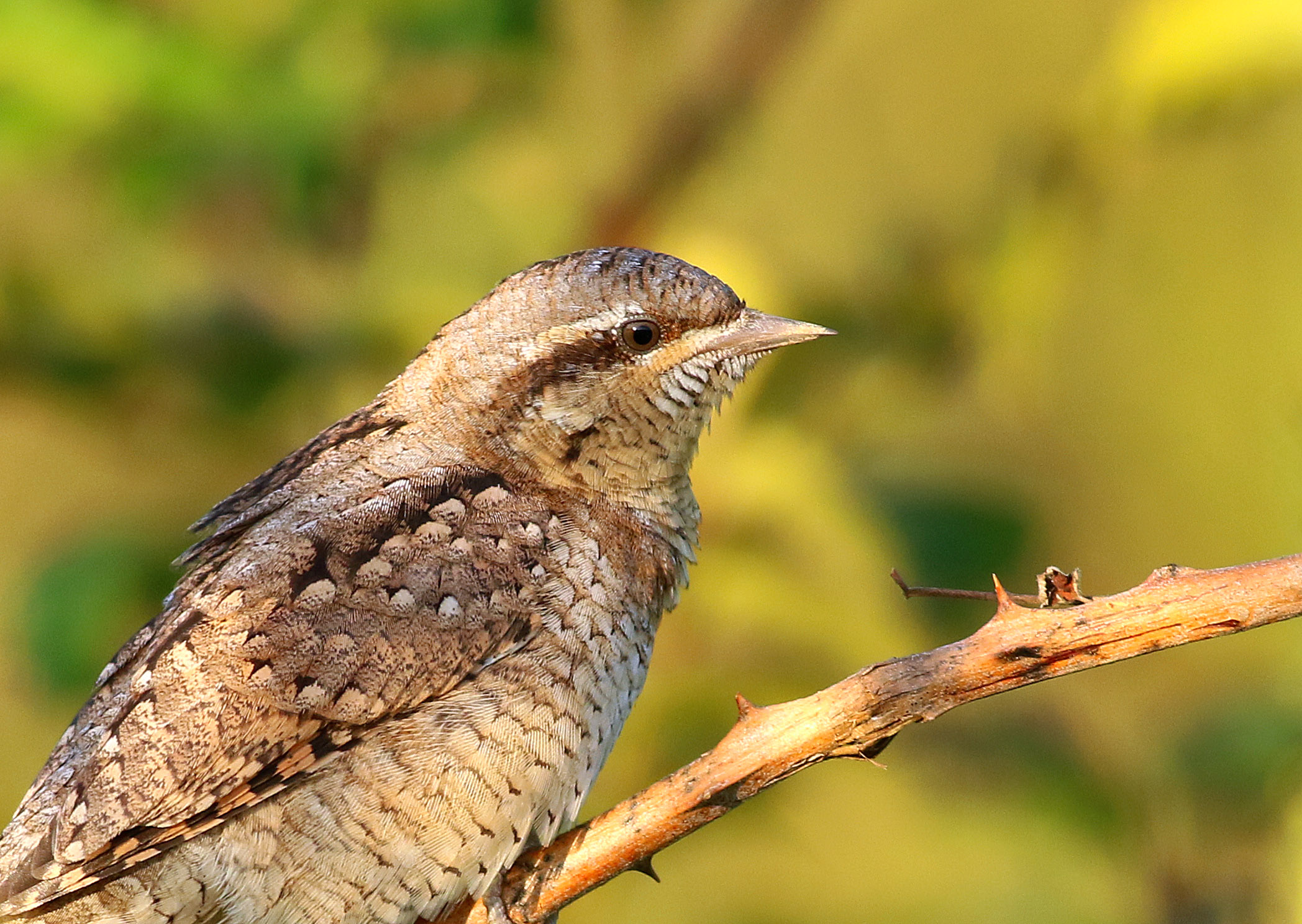 Eurasian Wryneck