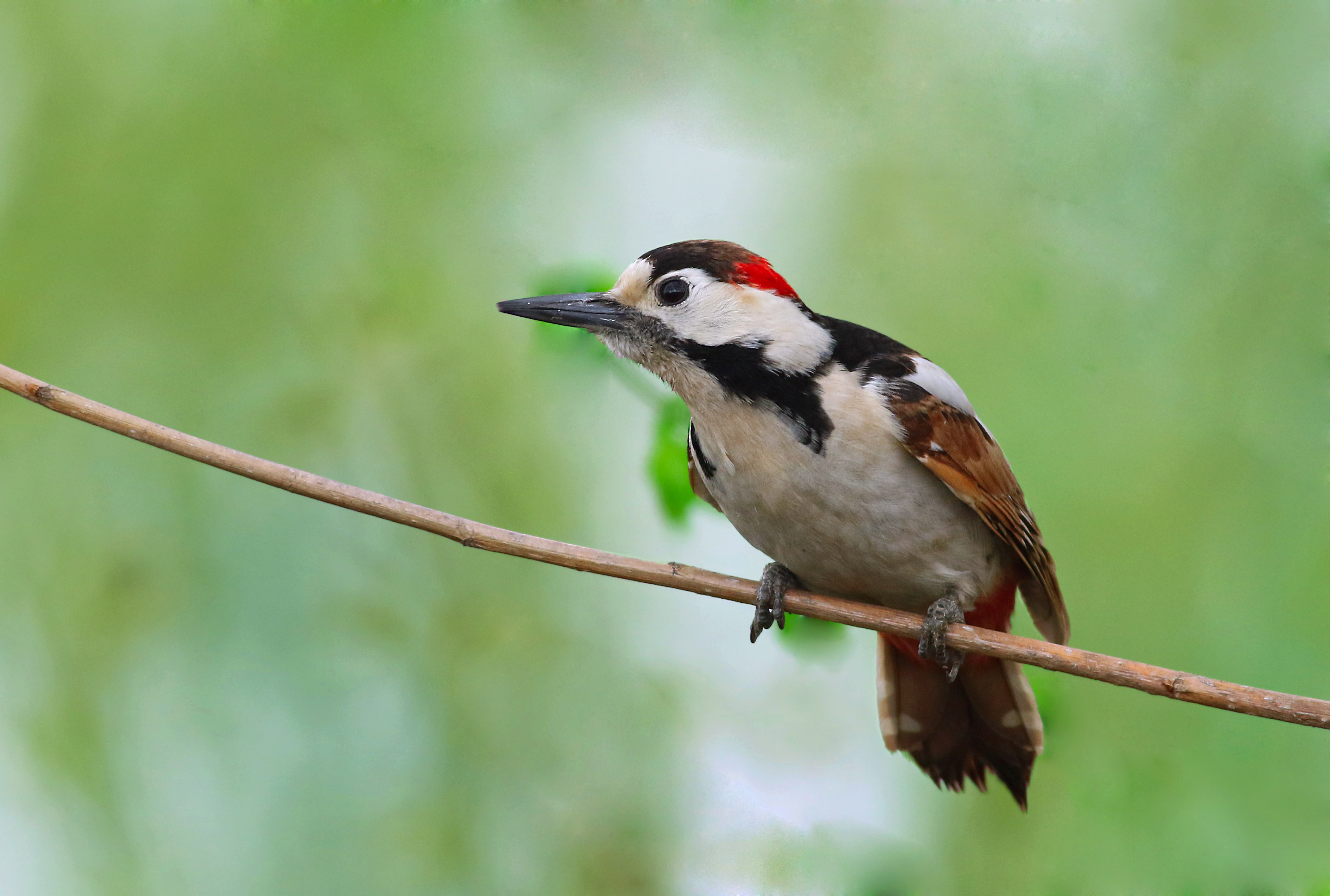 Syrian Woodpecker