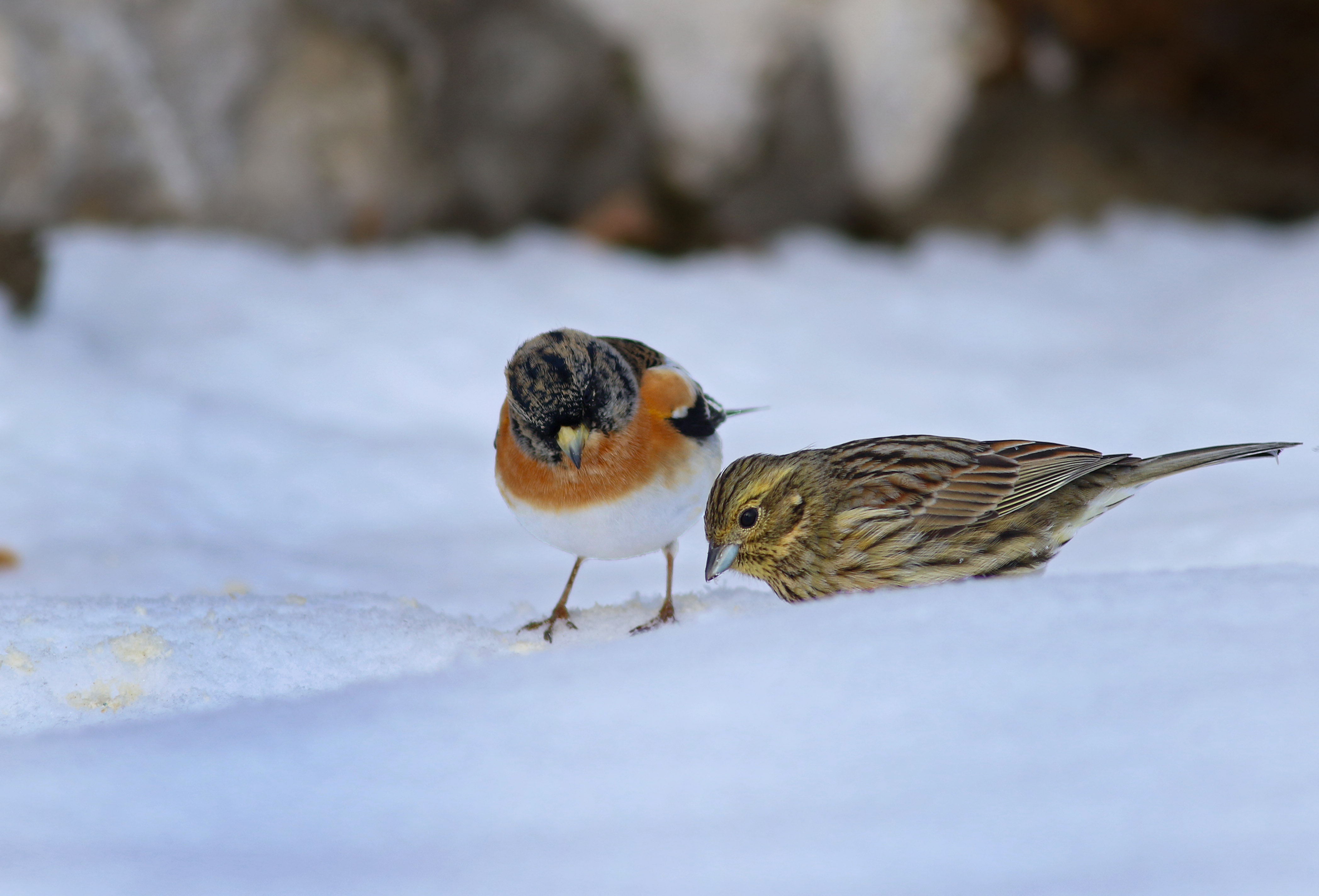 Cirl Bunting