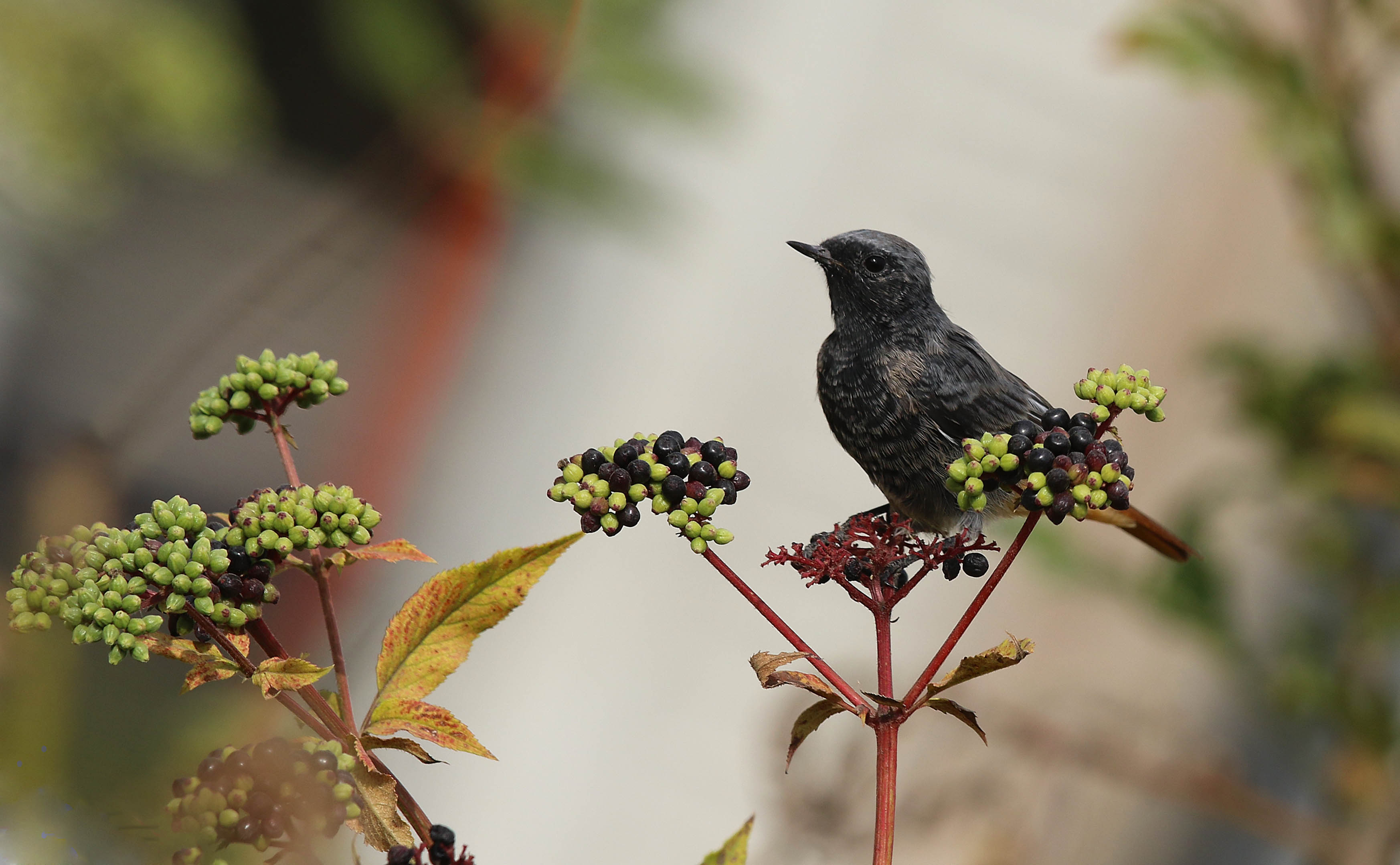 Black Redstart