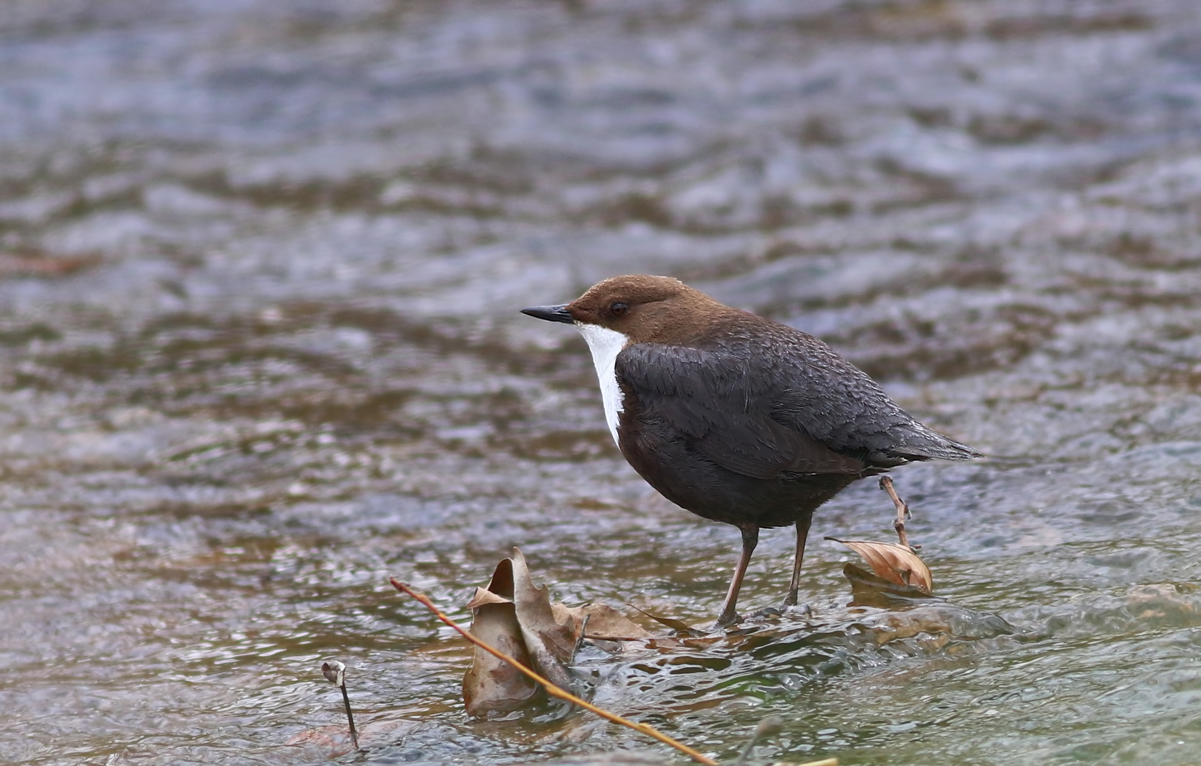White-throated Dipper