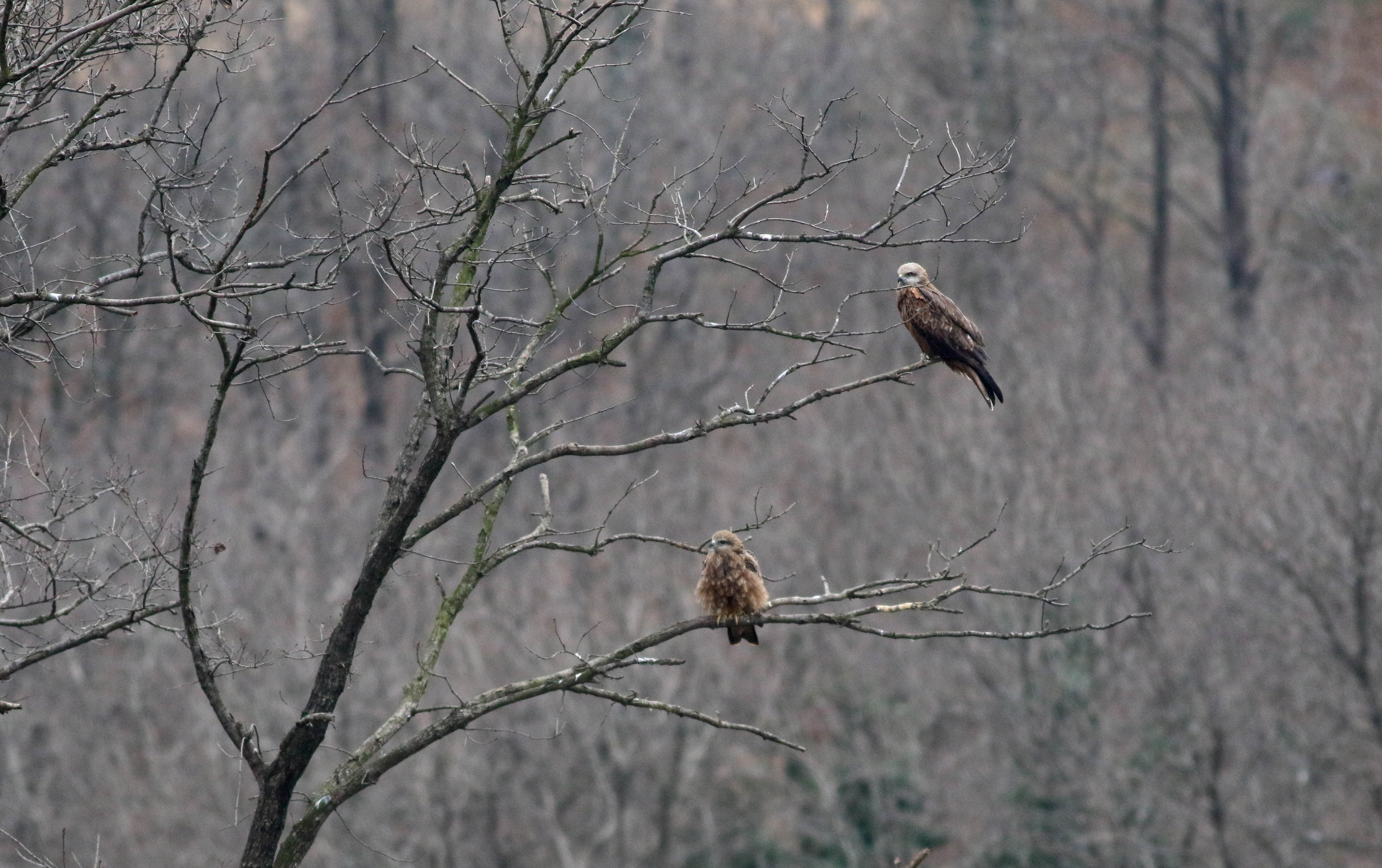 Red Kite — Ana fotoğraf