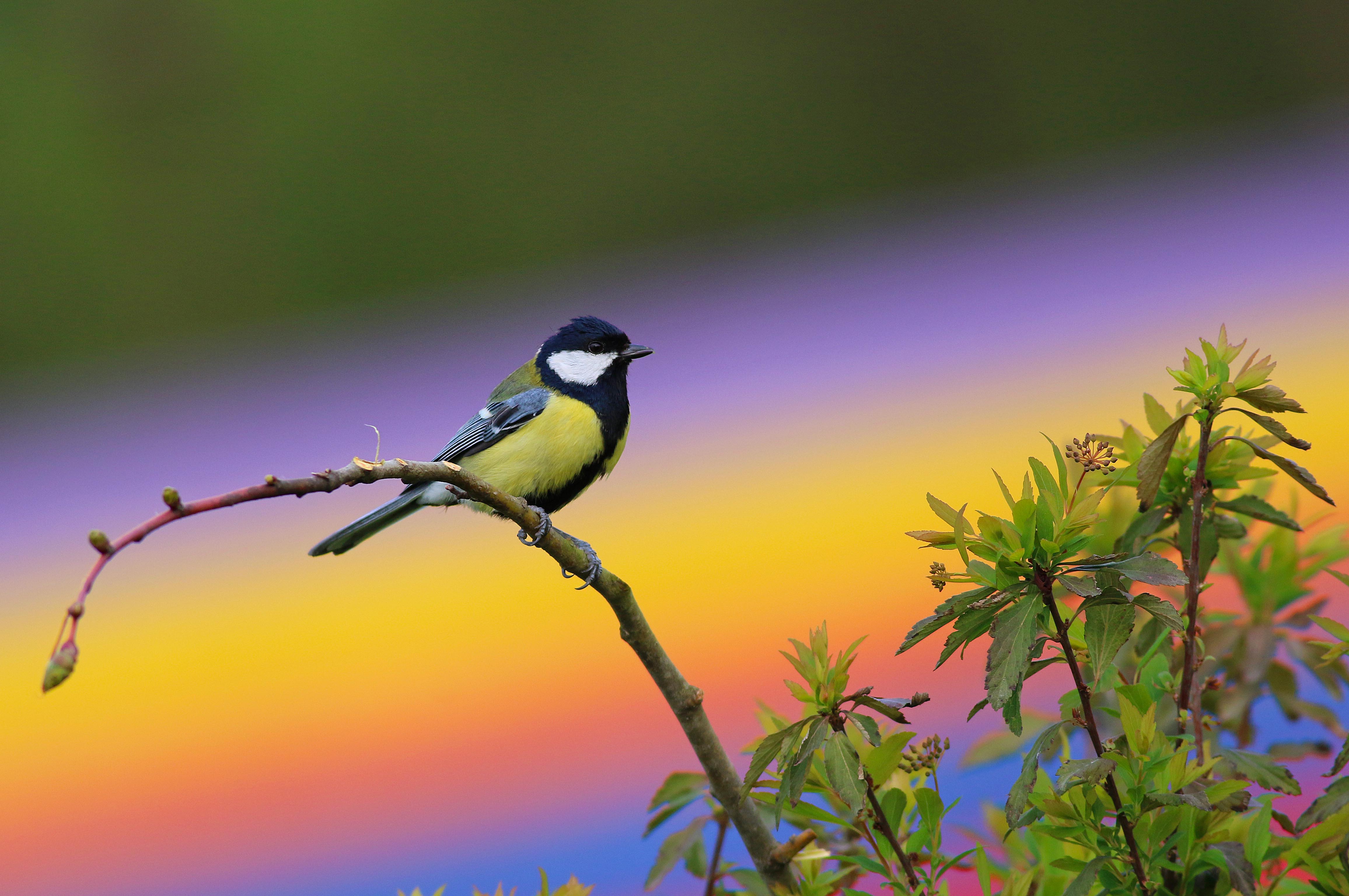 Great Tit