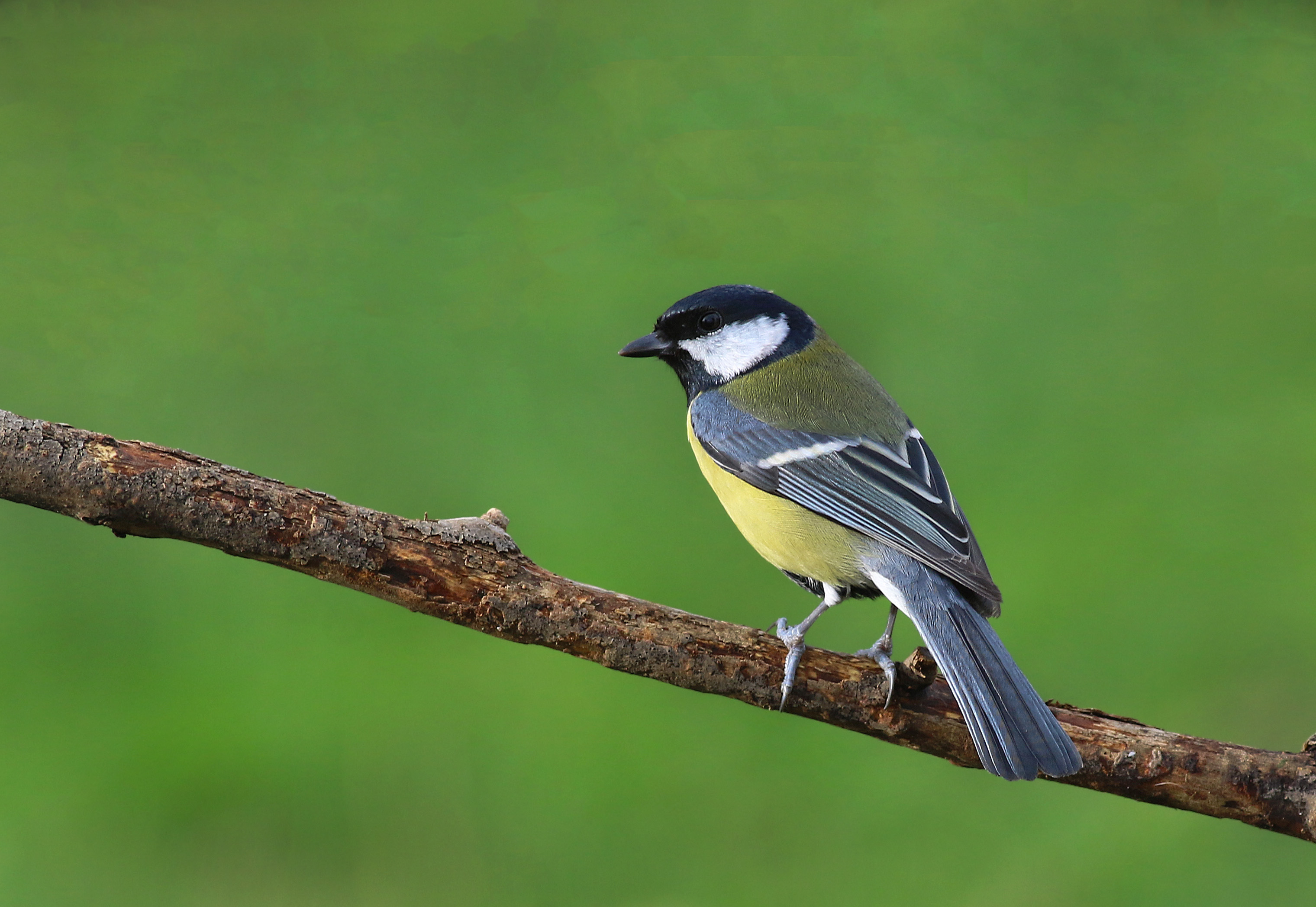 Great Tit
