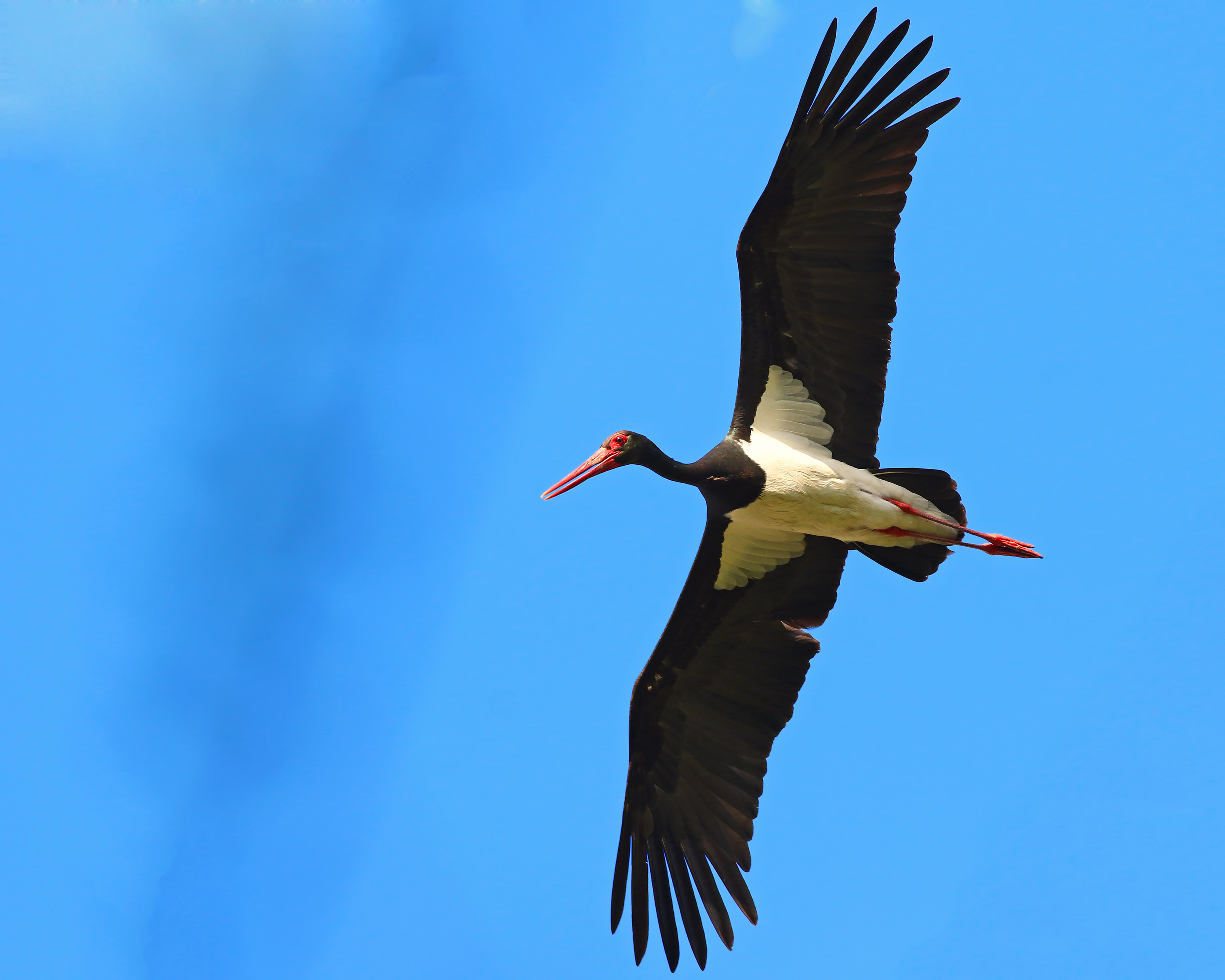 Black Stork