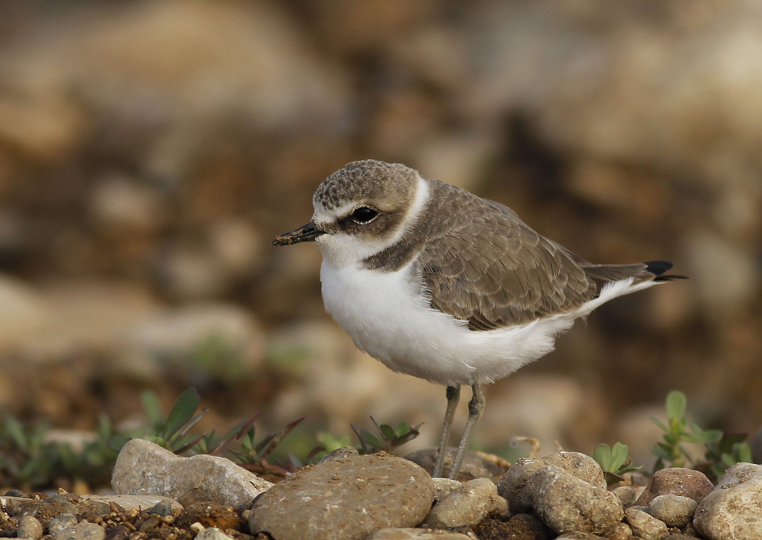 Kentish Plover