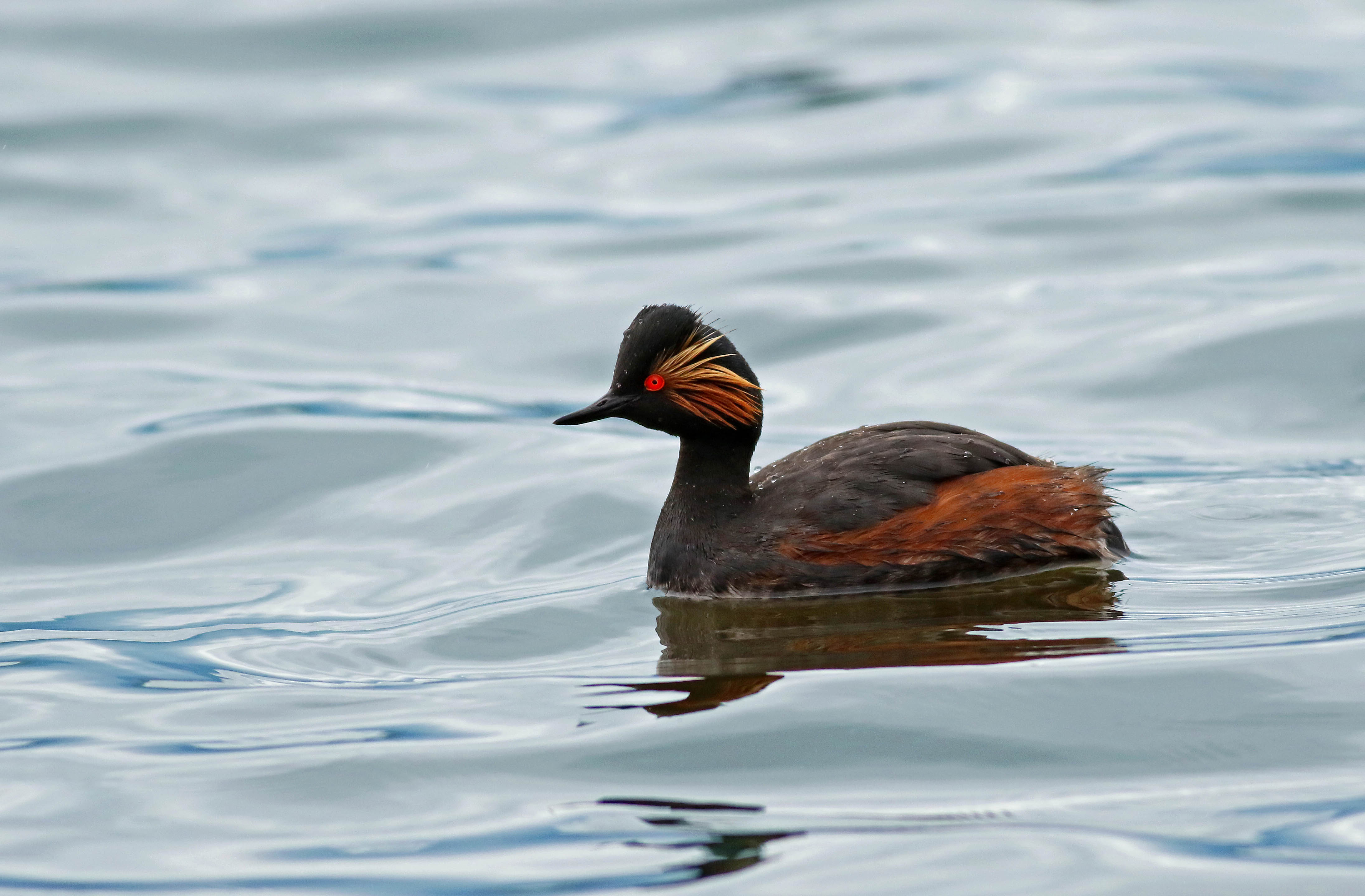 Eared Grebe