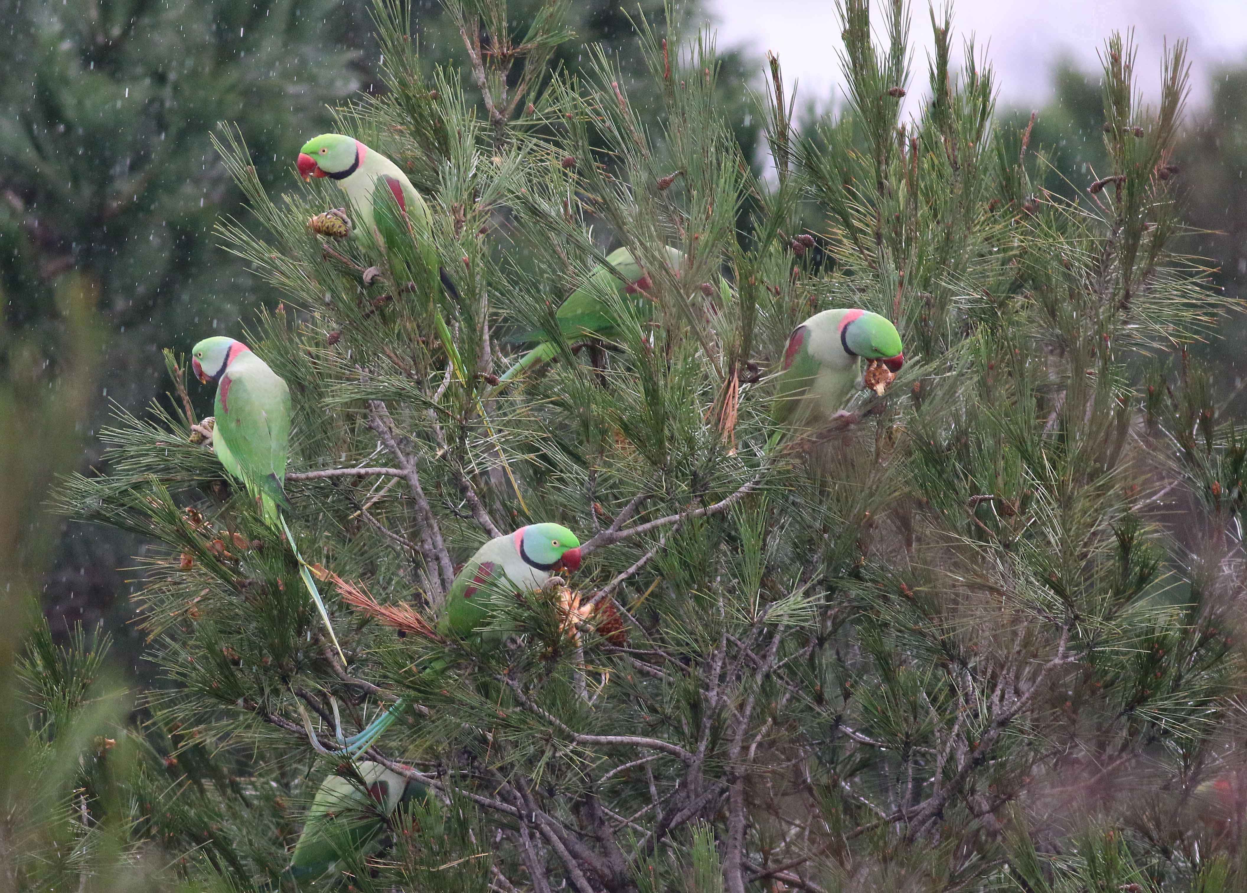 Alexandrine Parakeet