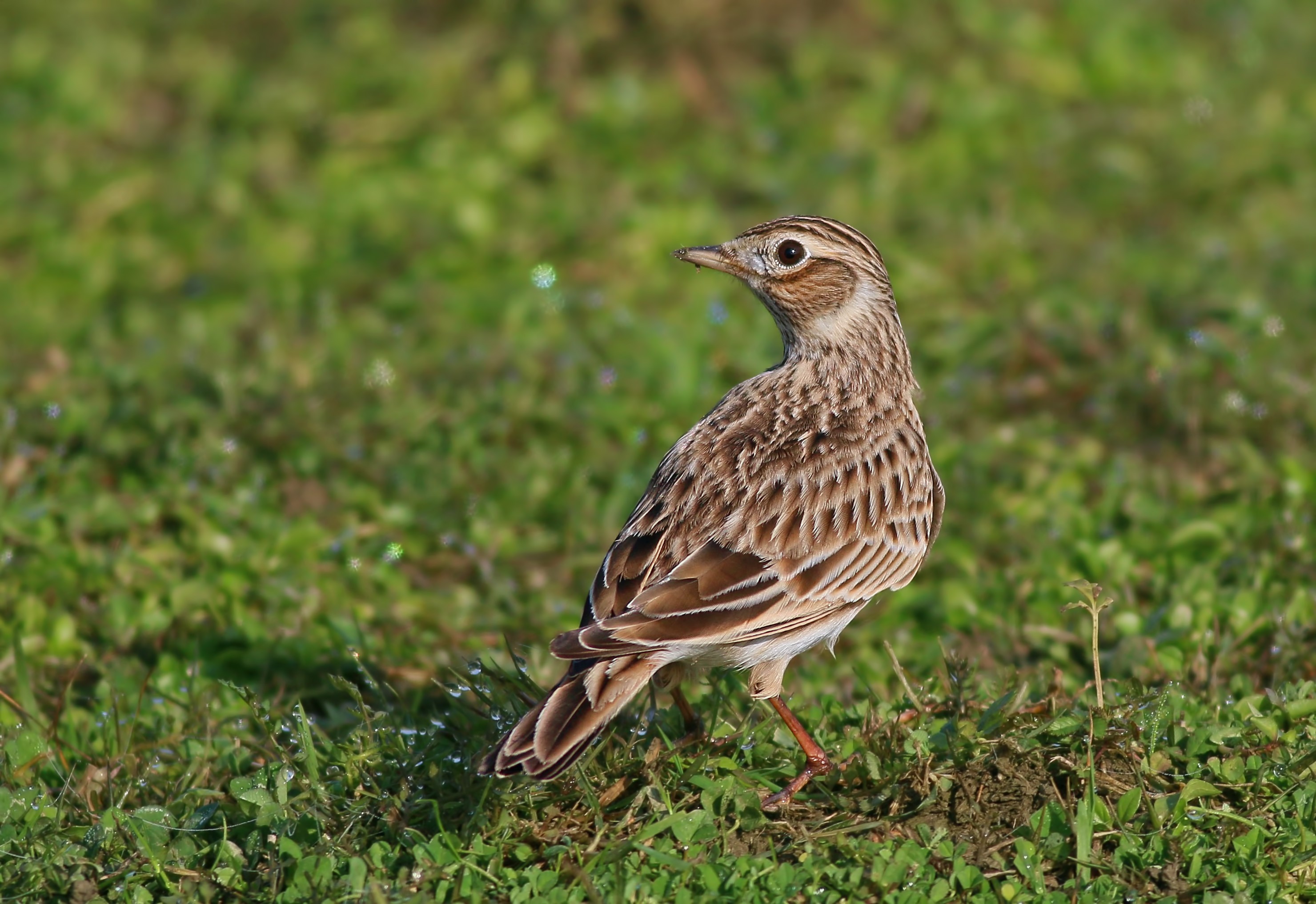 Eurasian Skylark
