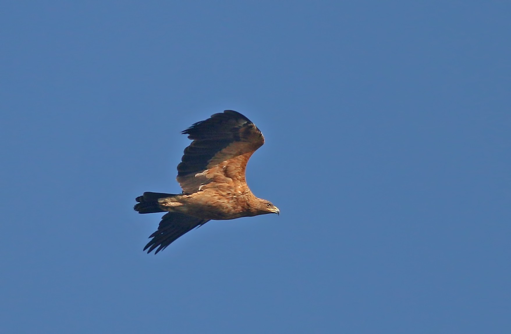 Eastern Imperial Eagle