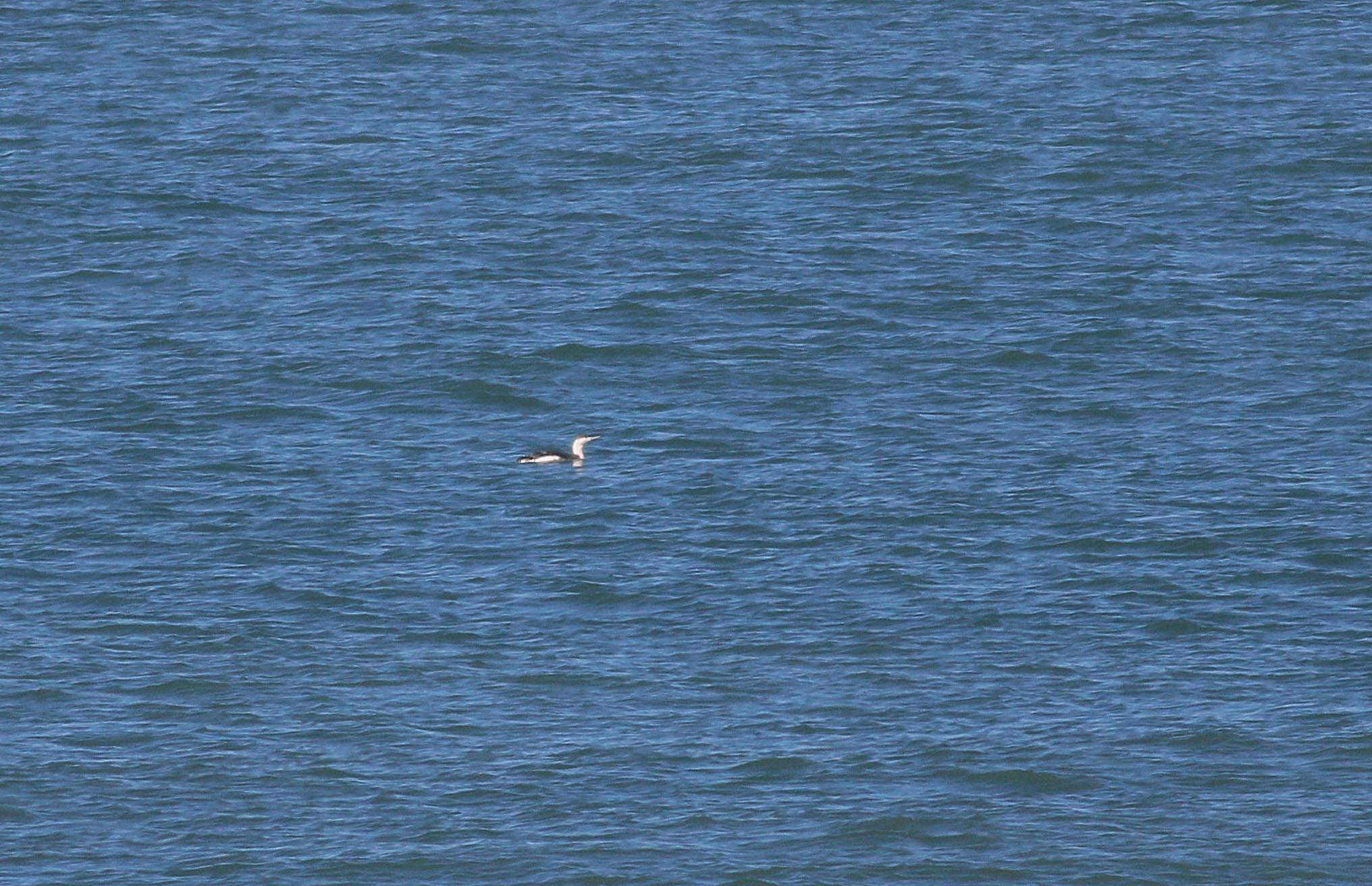 Red-throated Loon