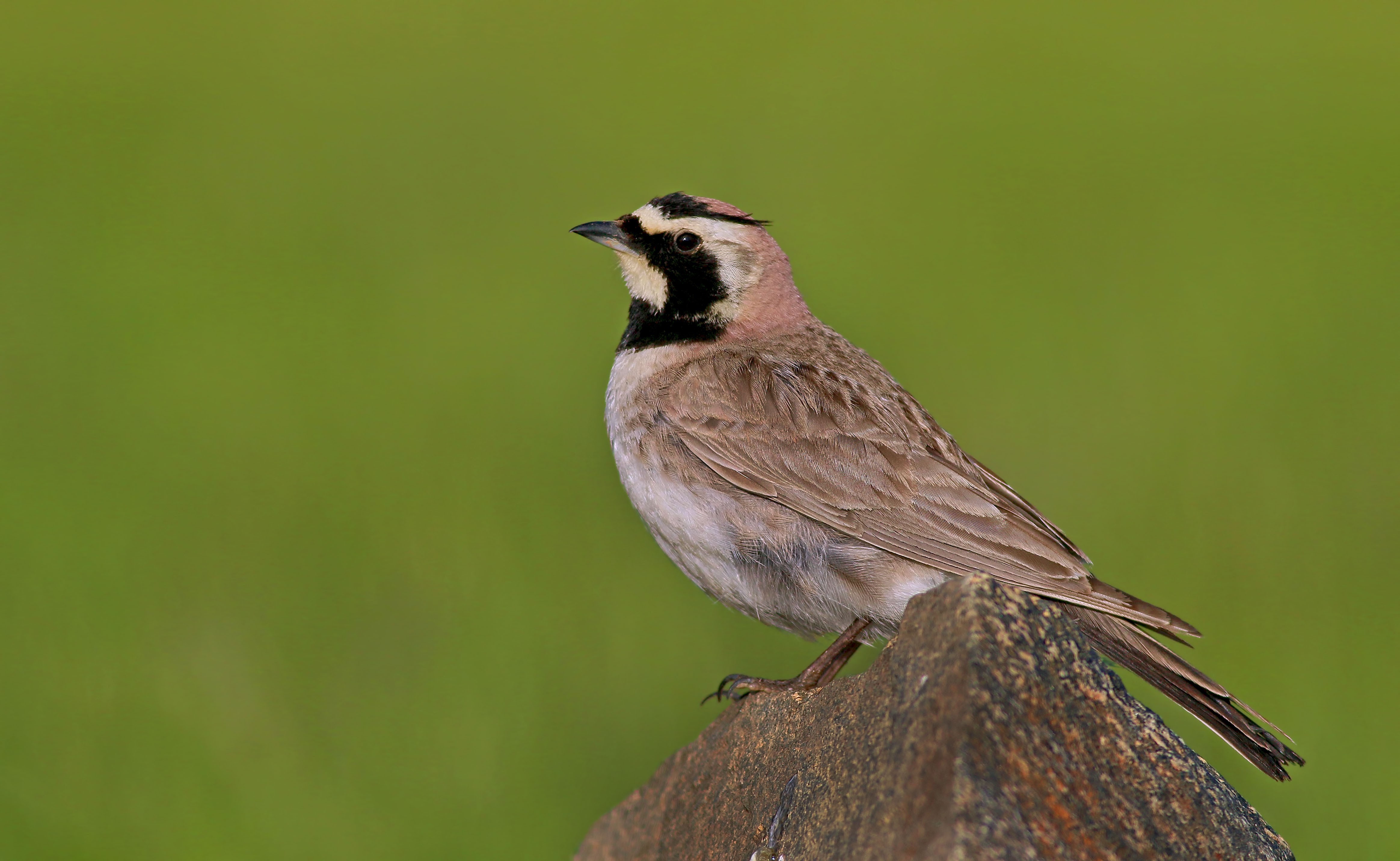 Horned Lark