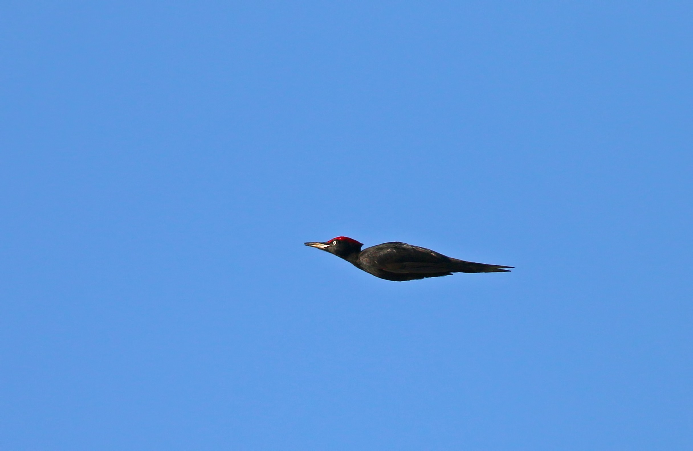 Black Woodpecker