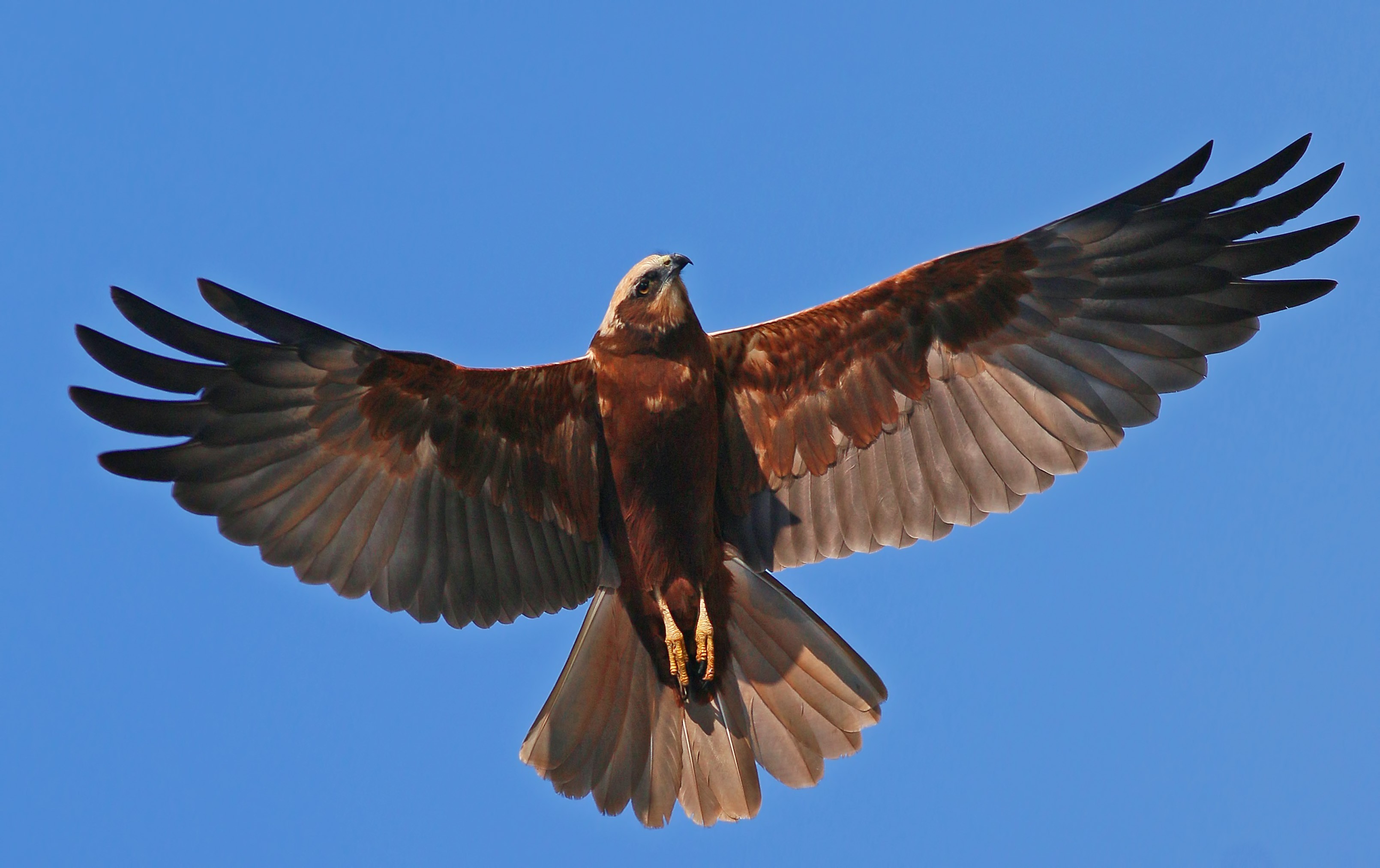 Western Marsh-harrier