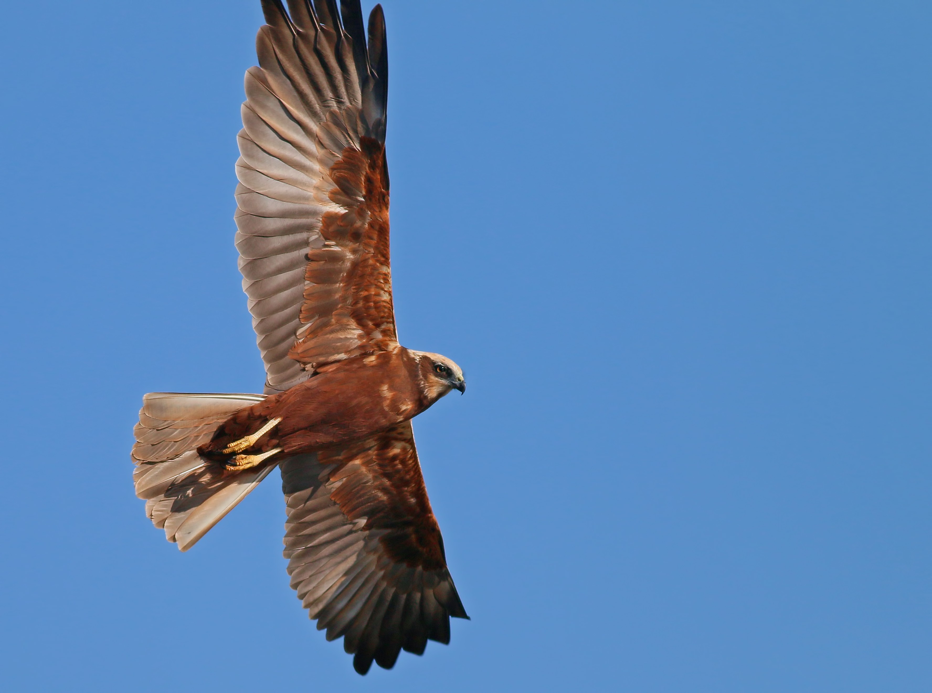 Western Marsh-harrier