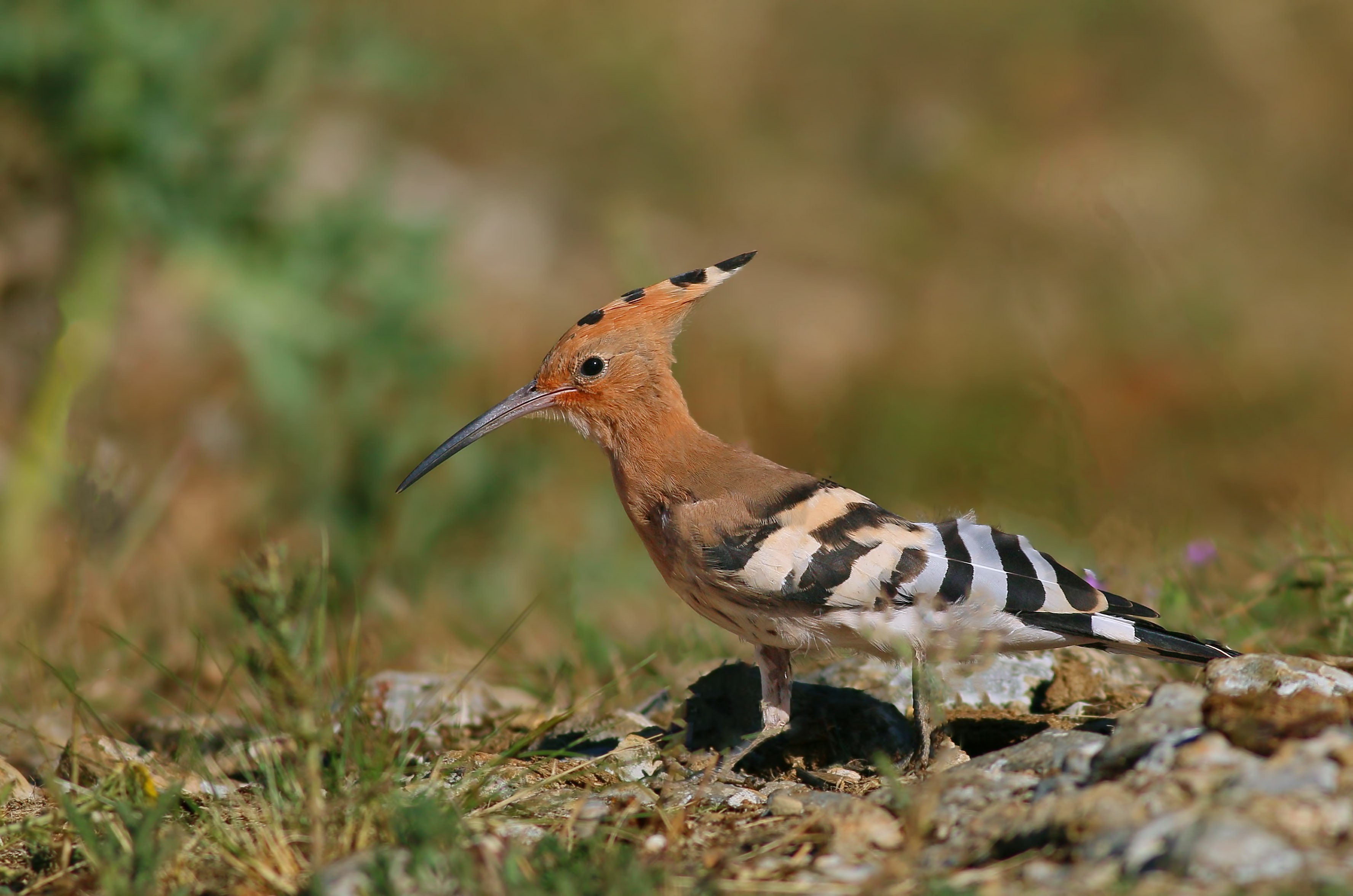 Eurasian Hoopoe