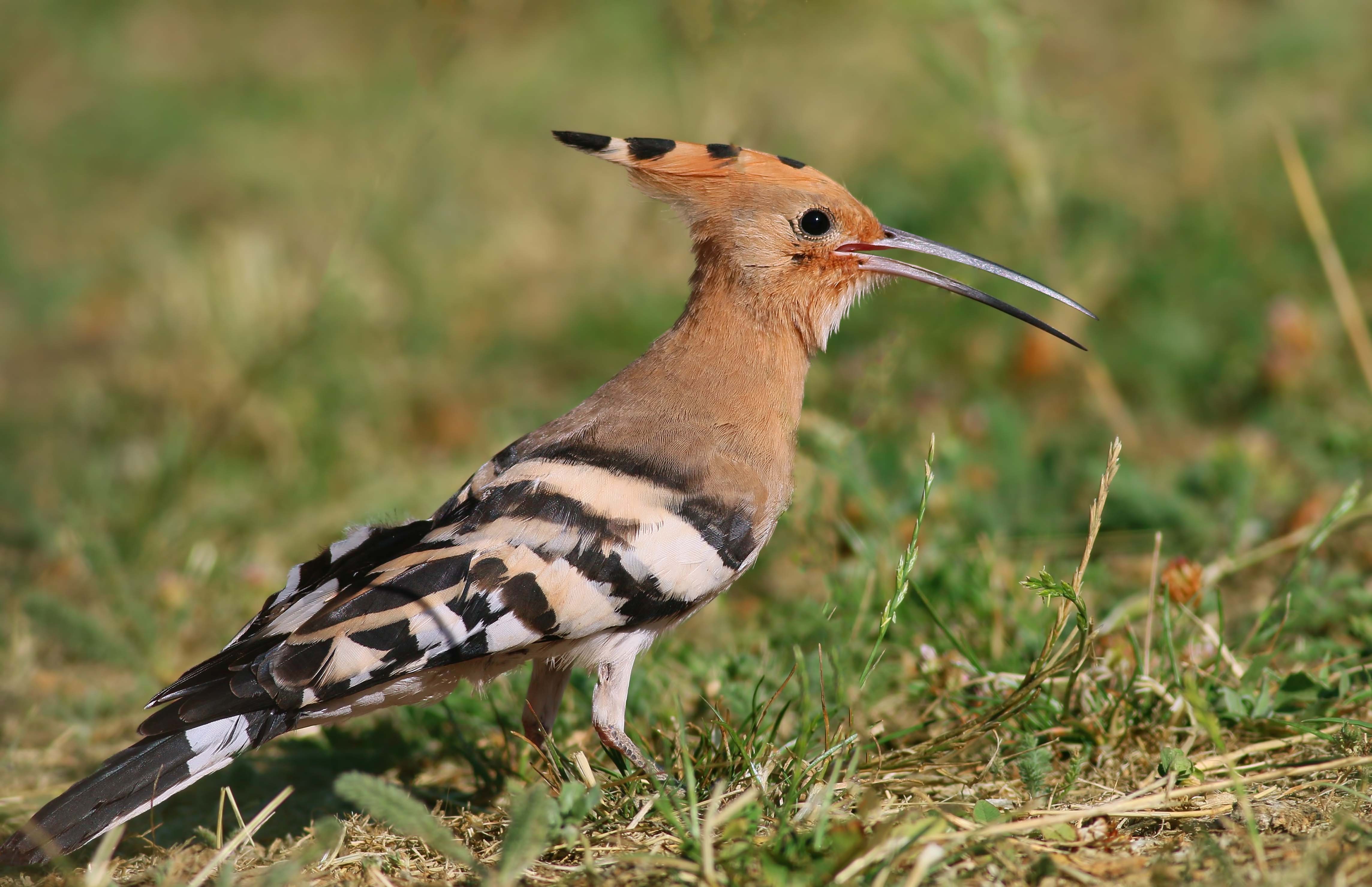 Eurasian Hoopoe