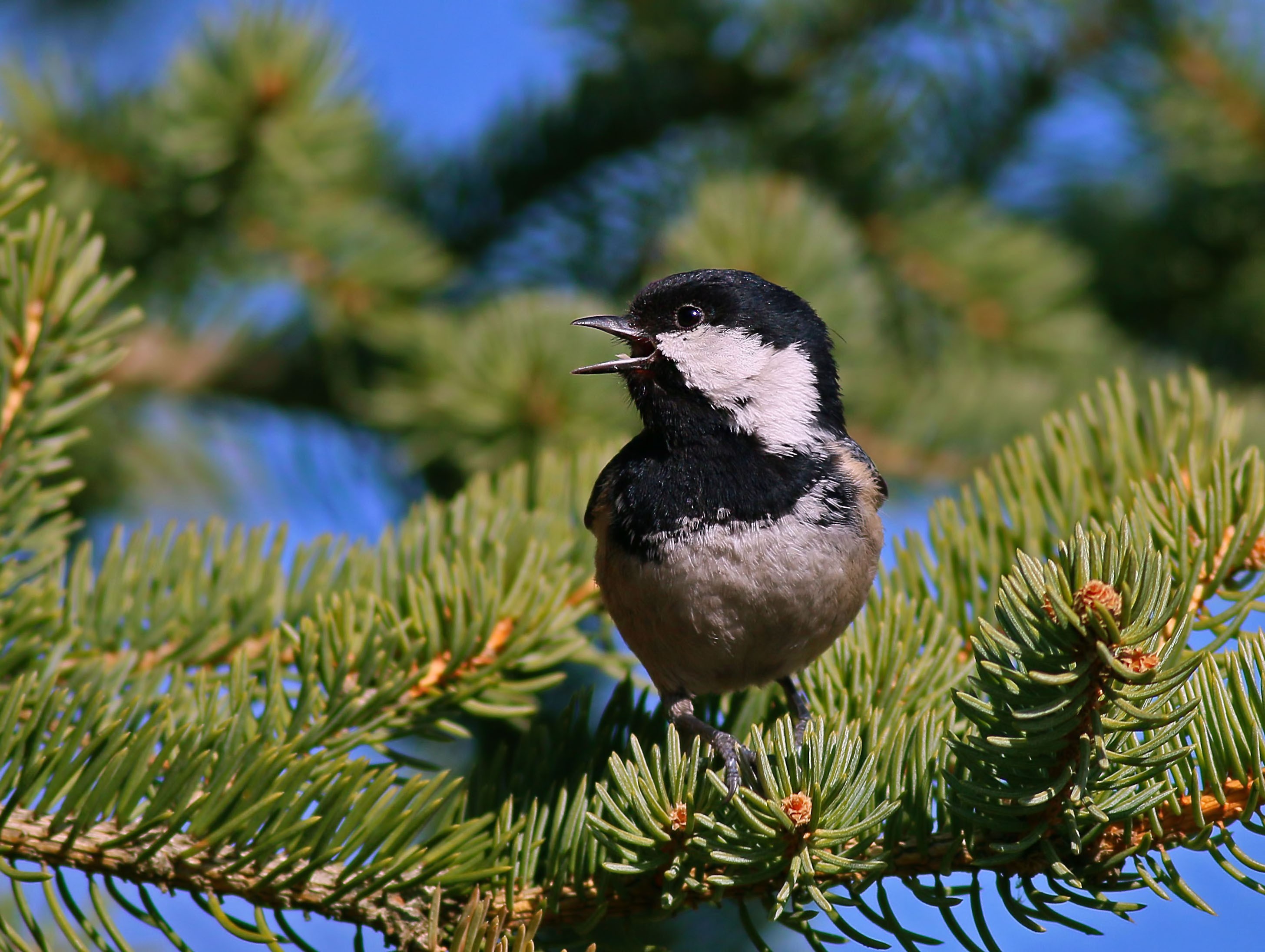 Coal Tit