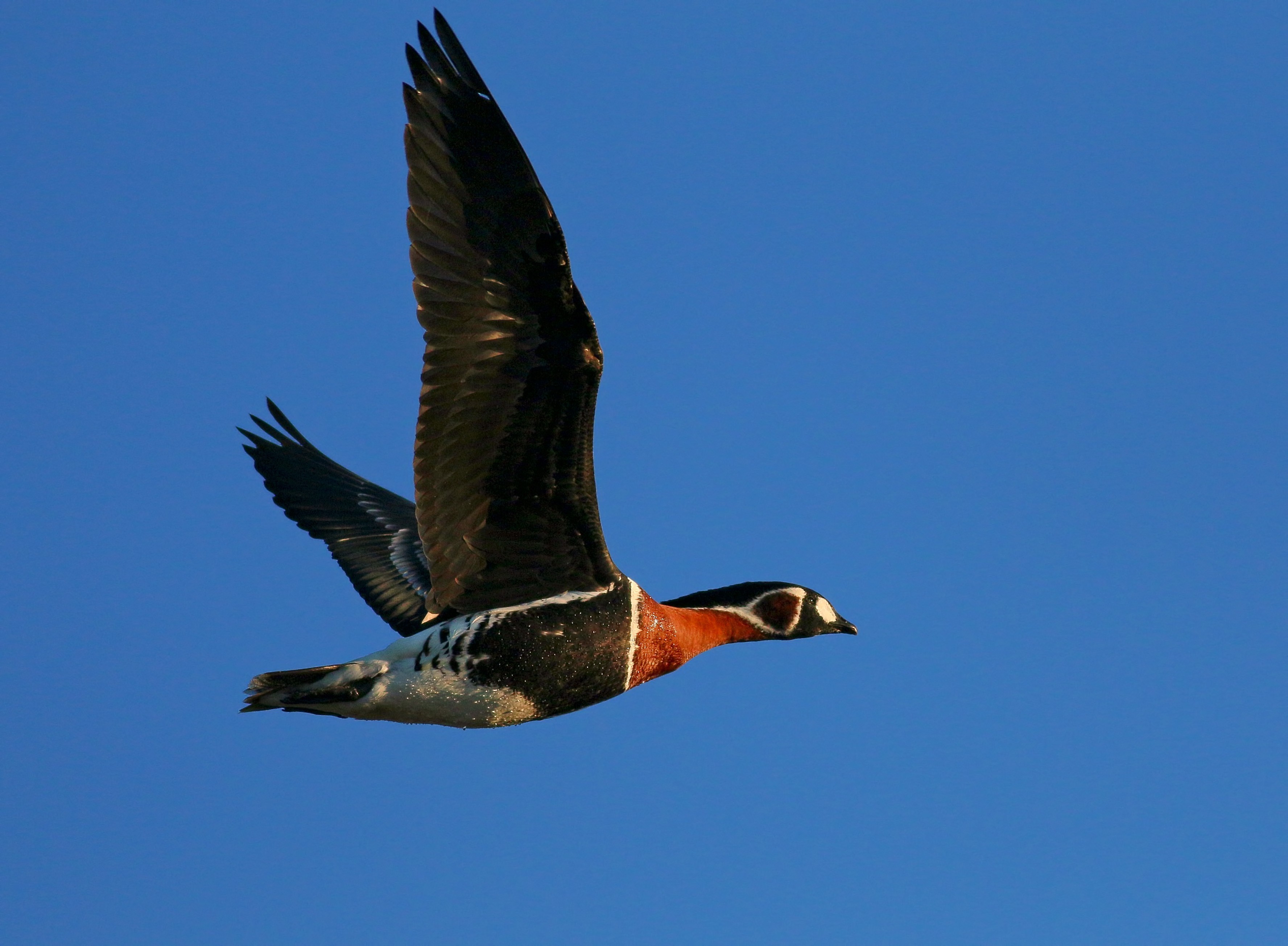 Red-breasted Goose