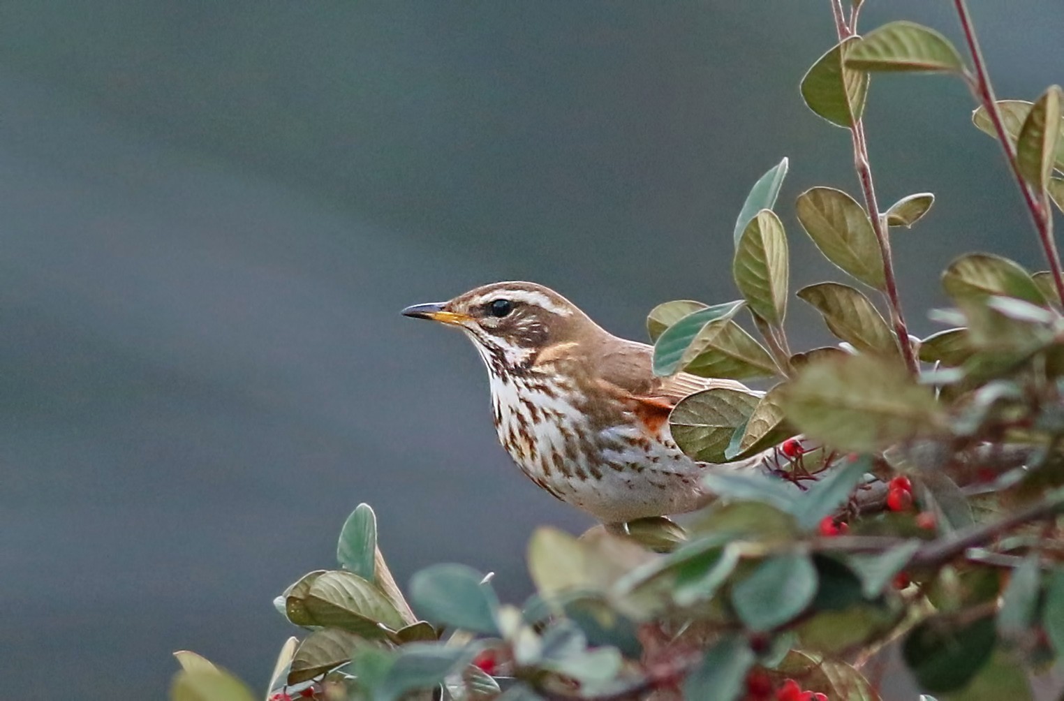 Redwing