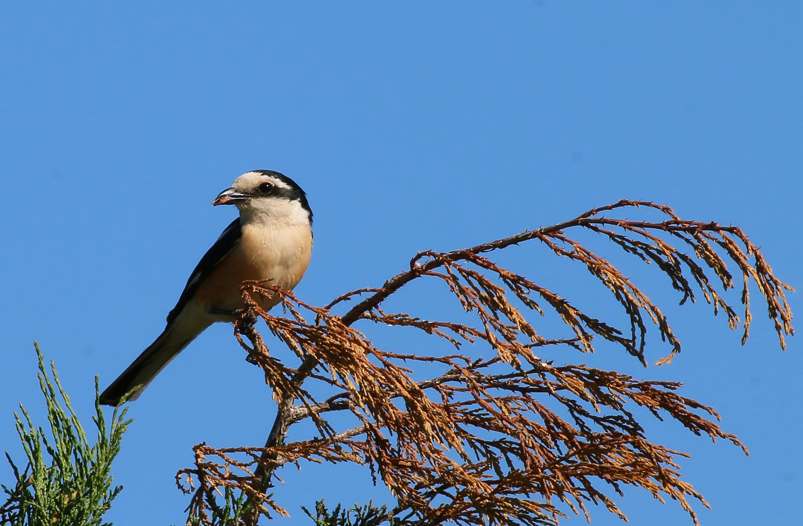 Masked Shrike