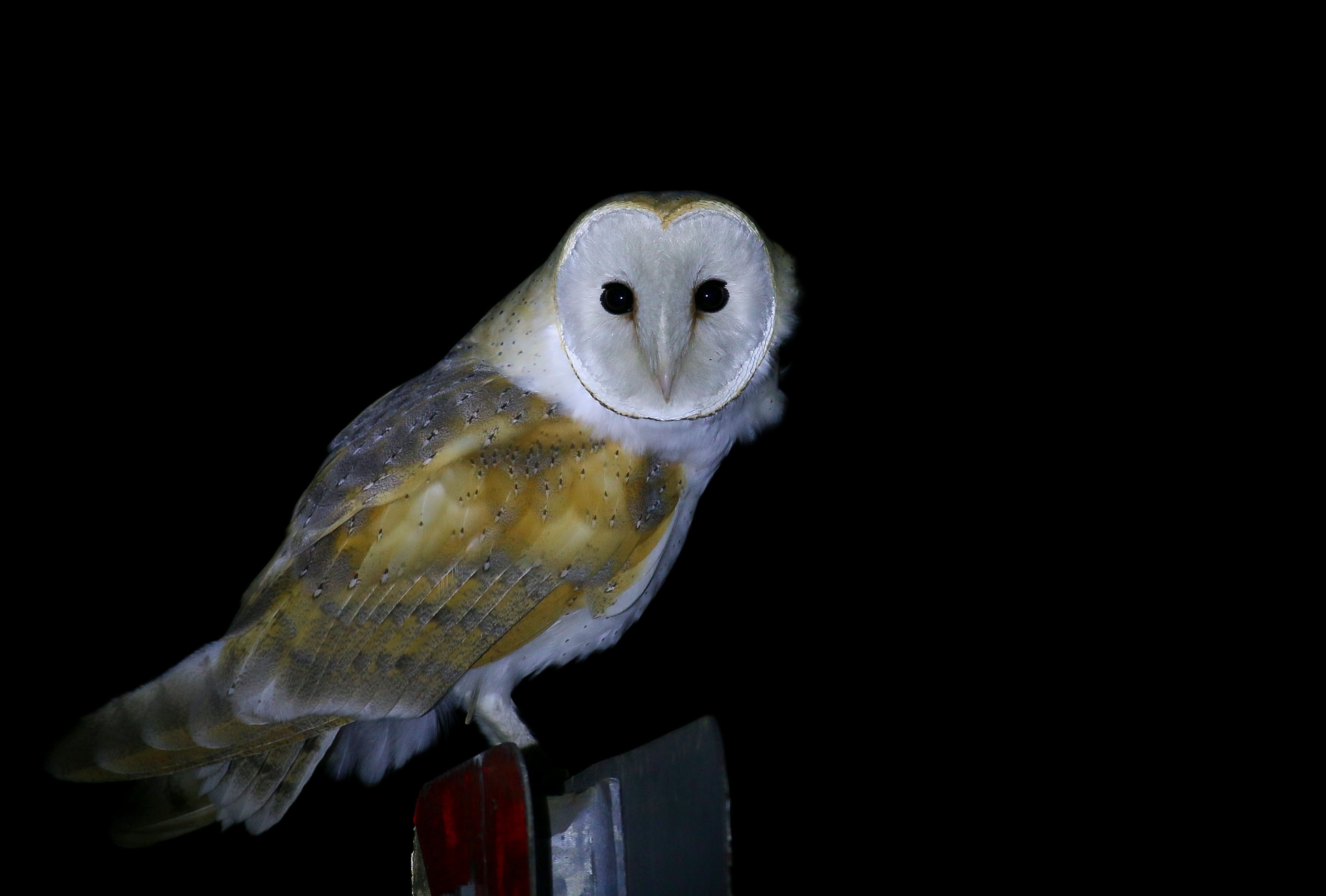 Barn Owl