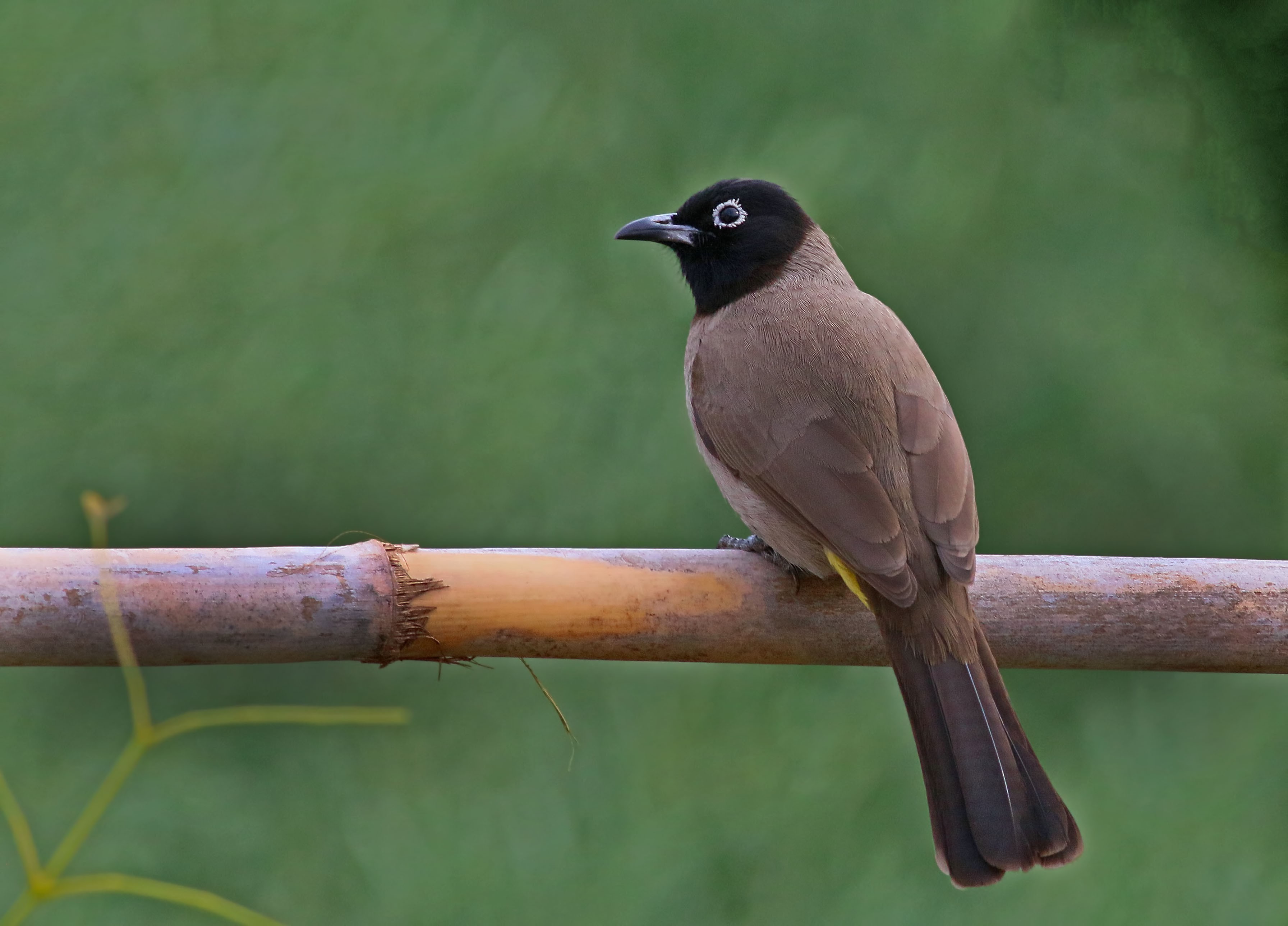White-eyed Bulbul