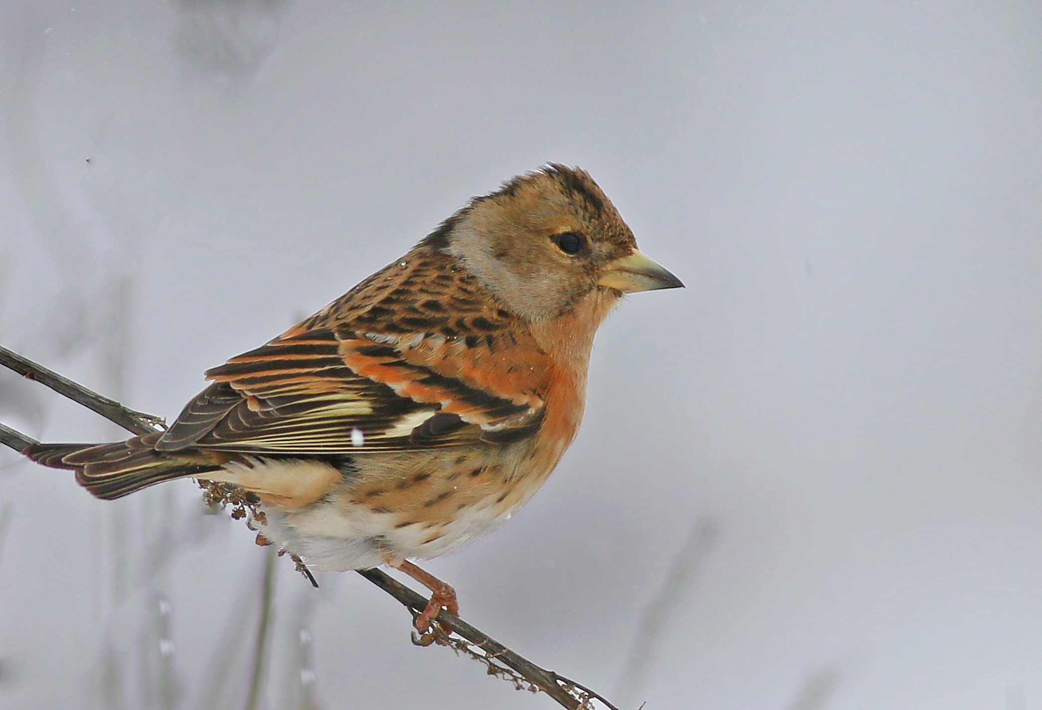 Brambling