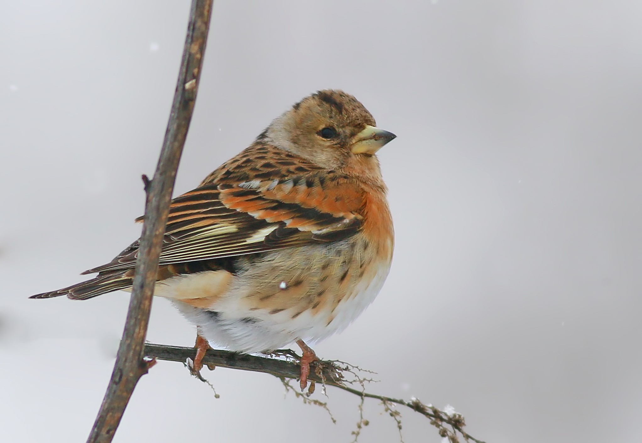 Brambling
