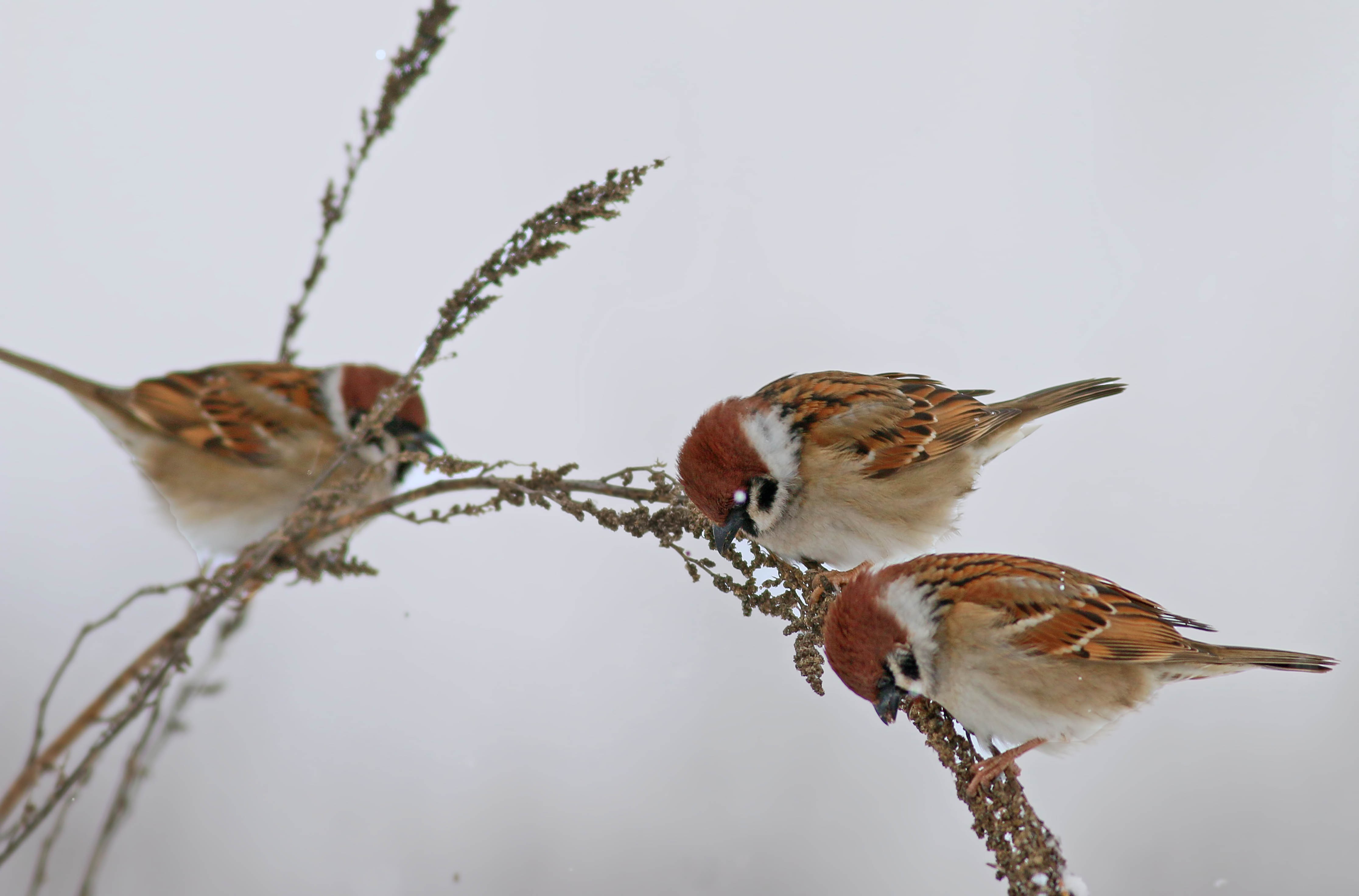 Eurasian Tree Sparrow