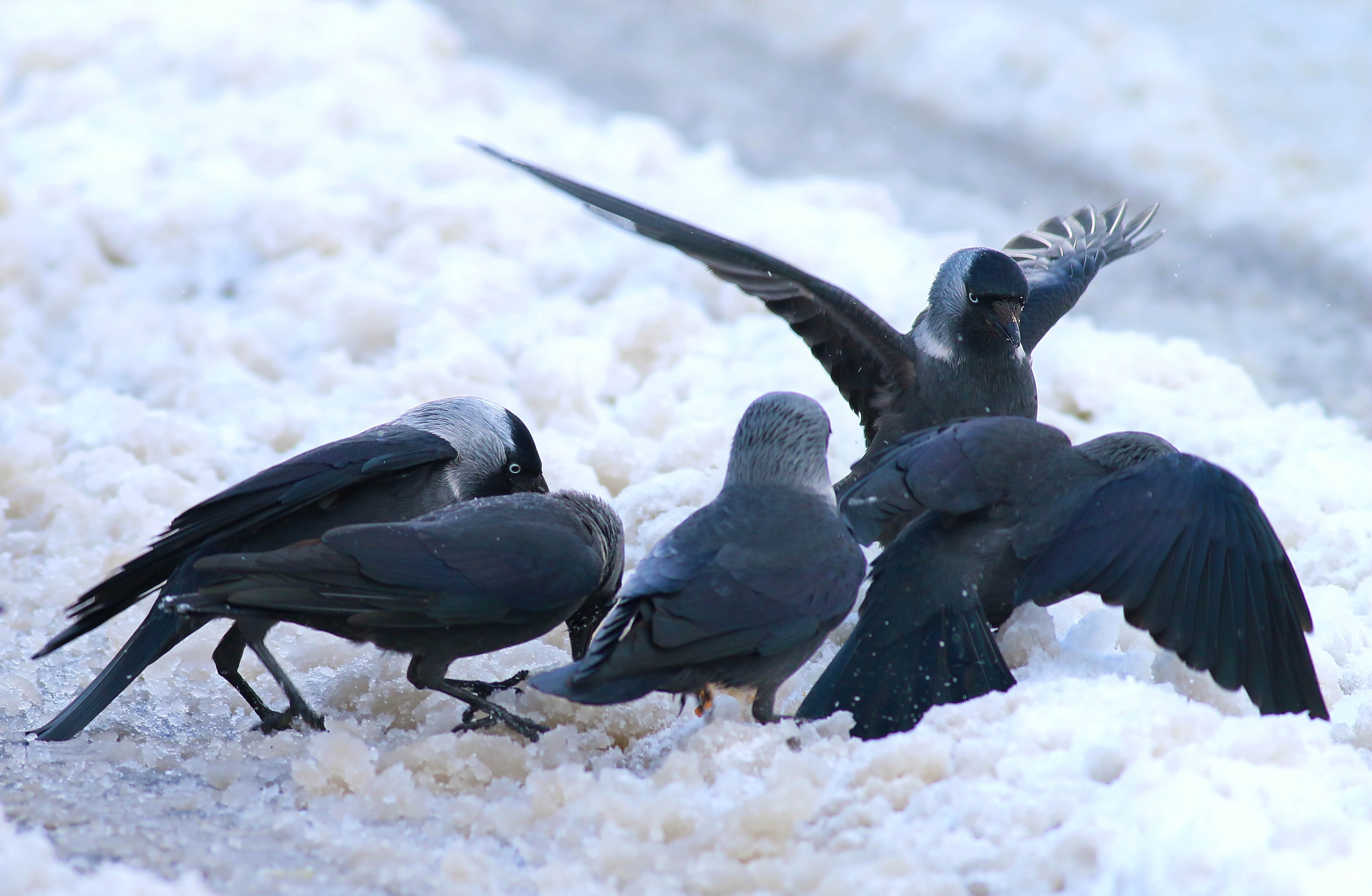 Eurasian Jackdaw