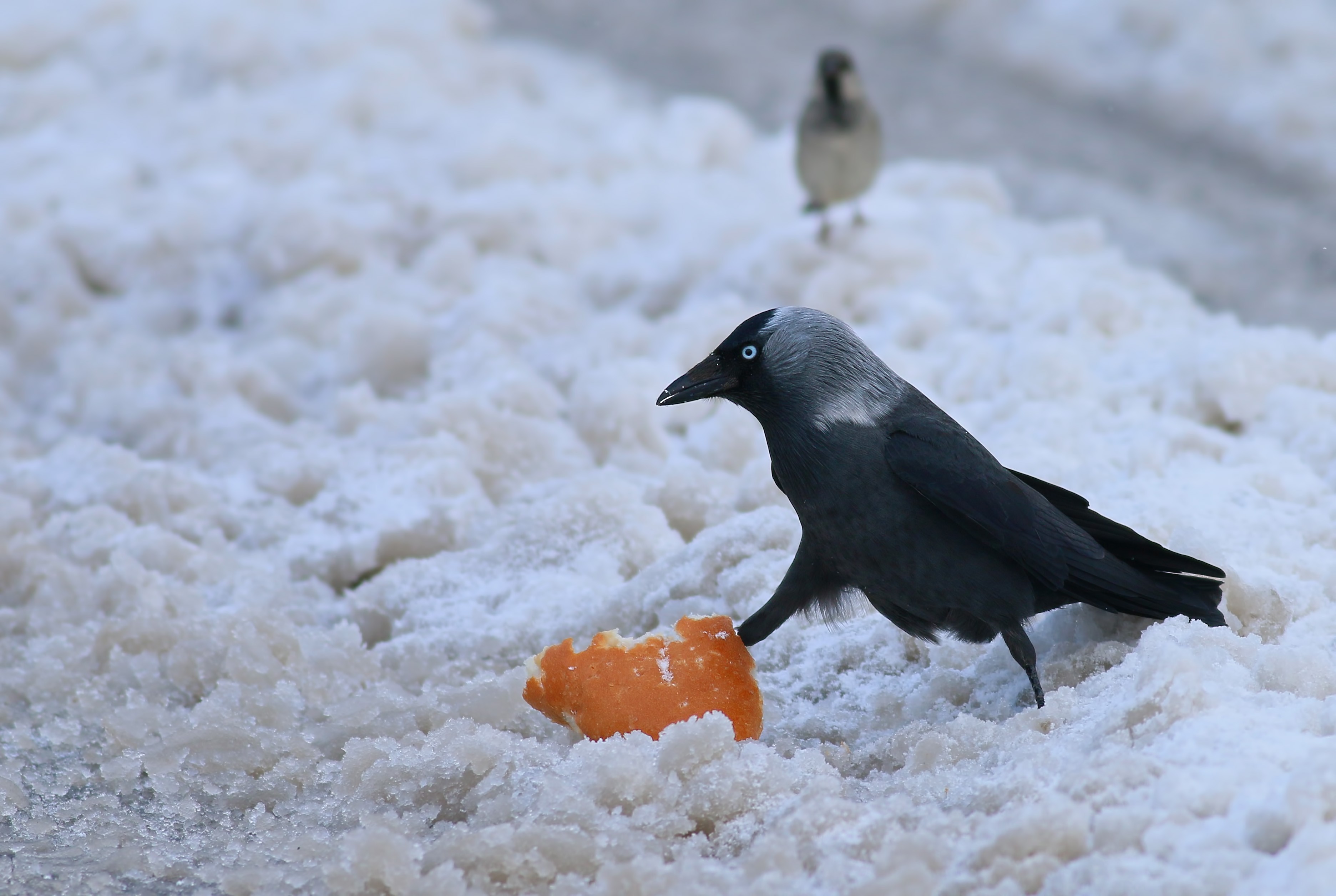 Eurasian Jackdaw