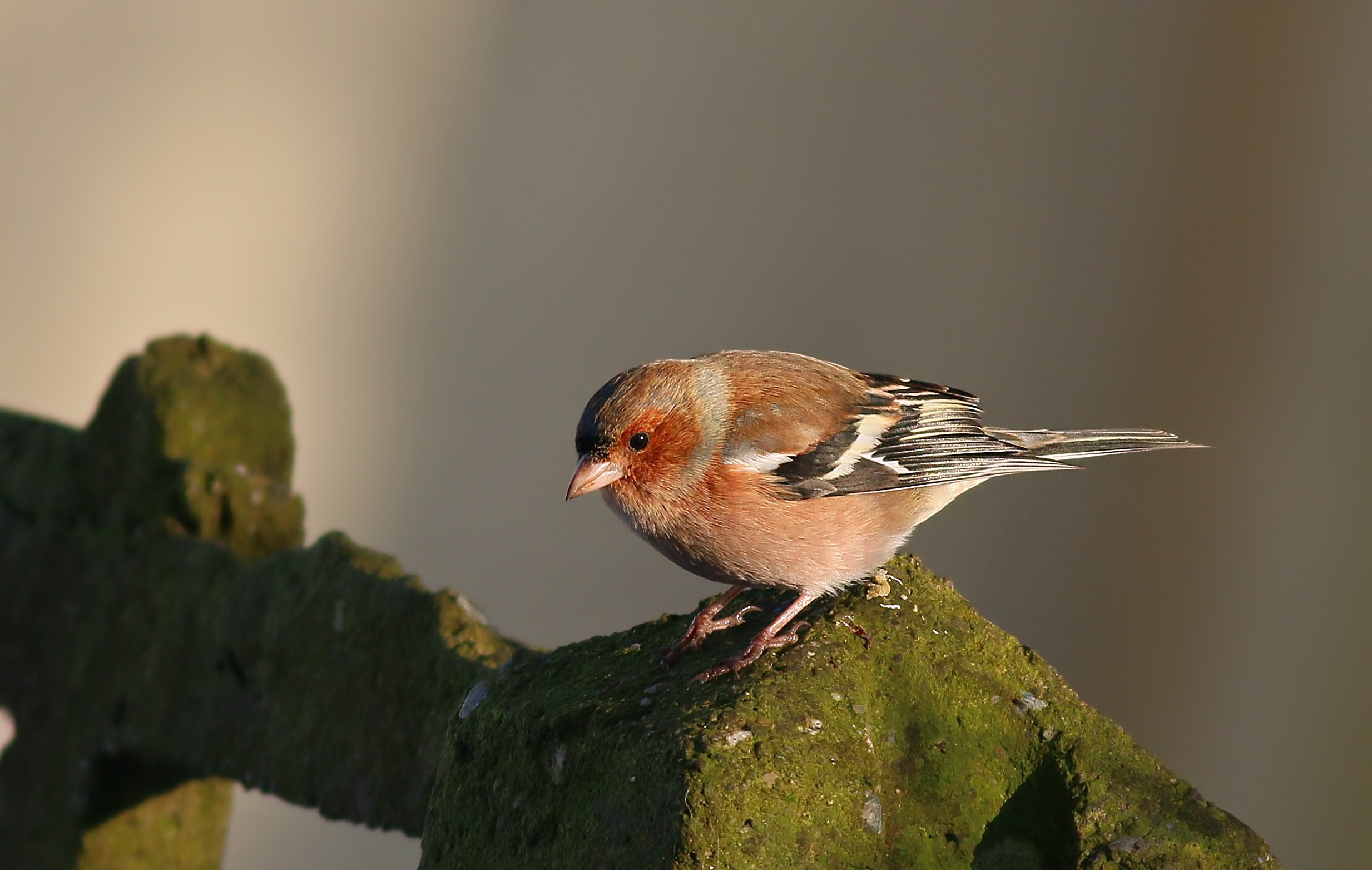 Common Chaffinch