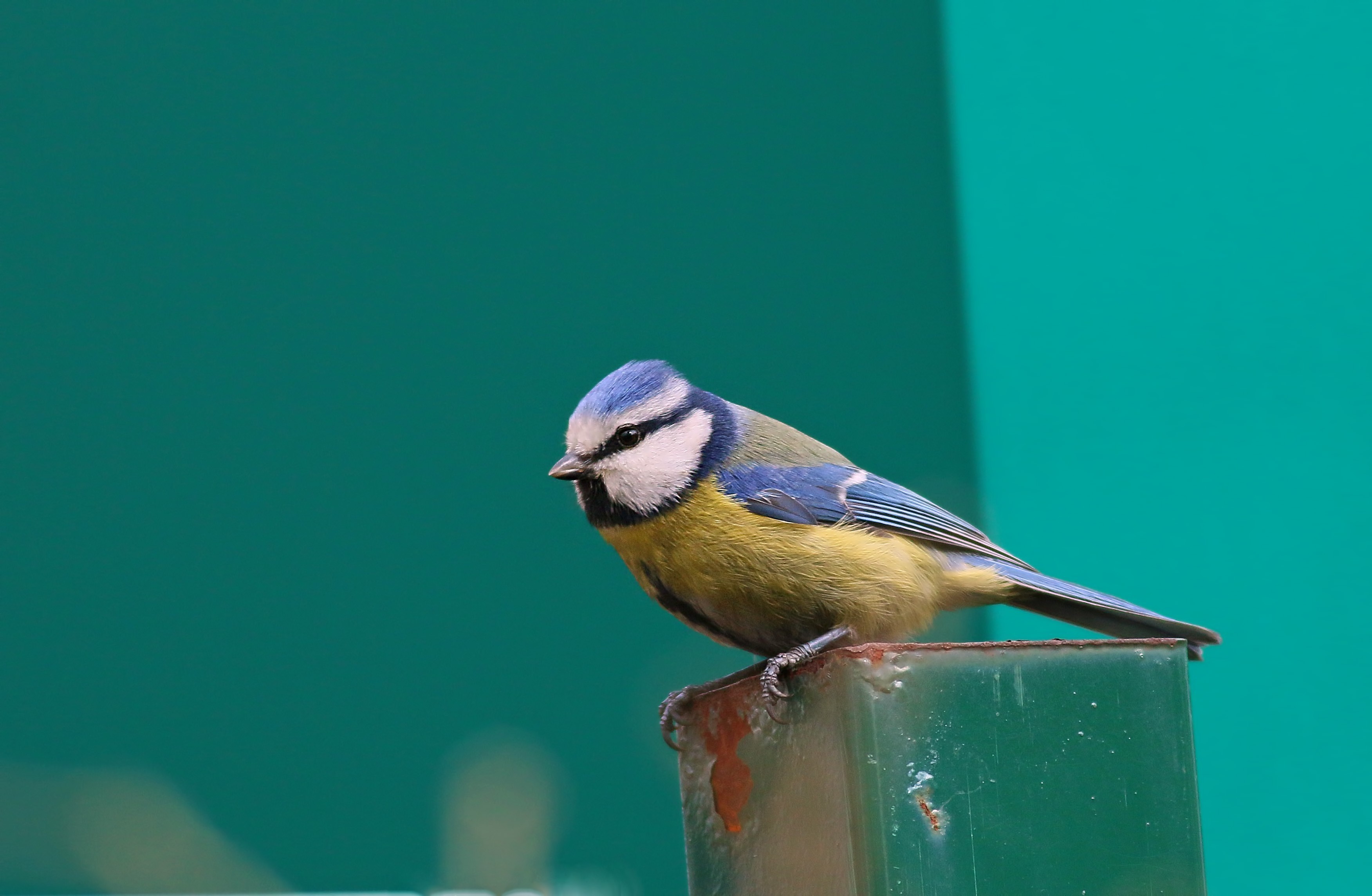 Common Blue Tit