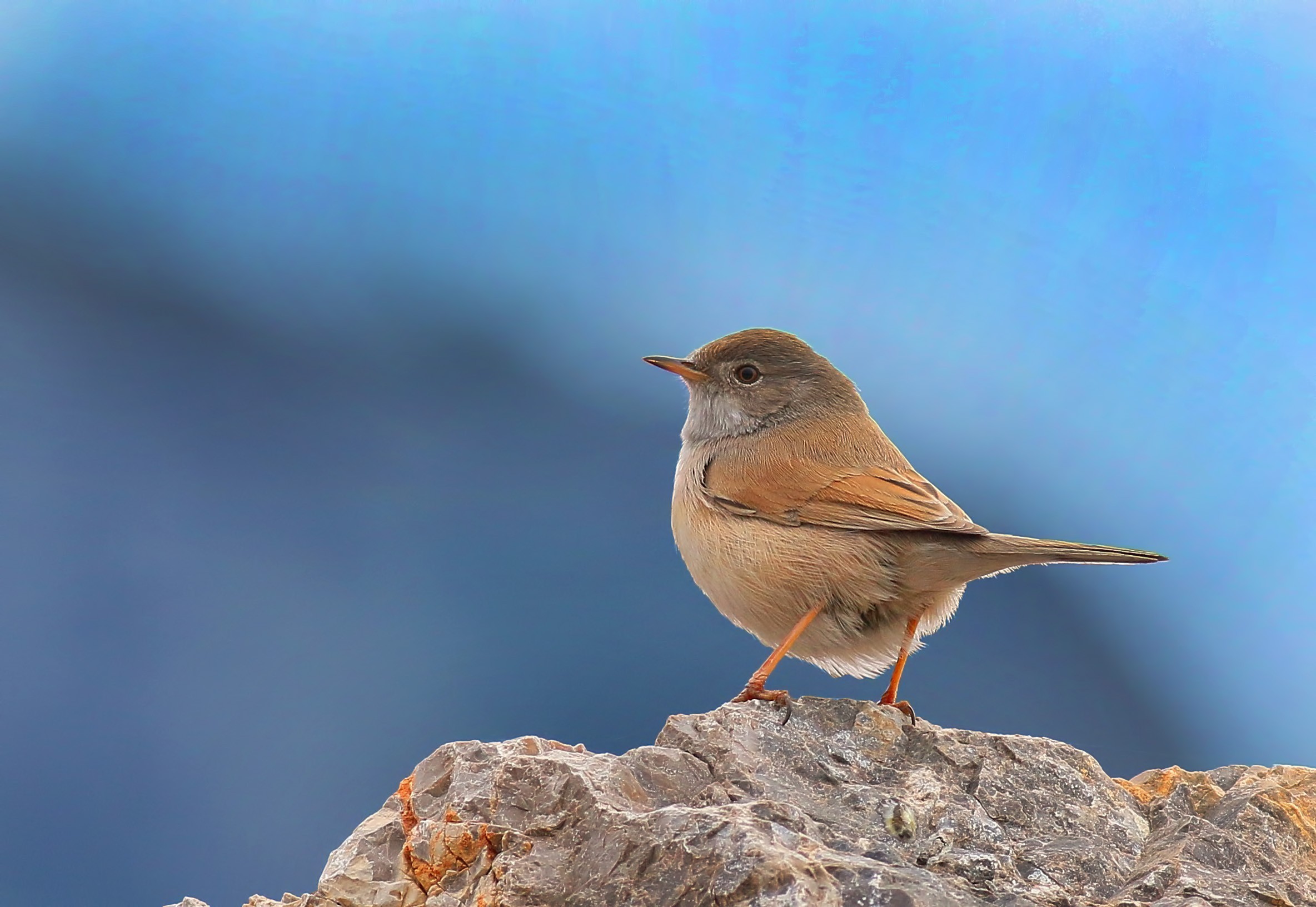Spectacled Warbler