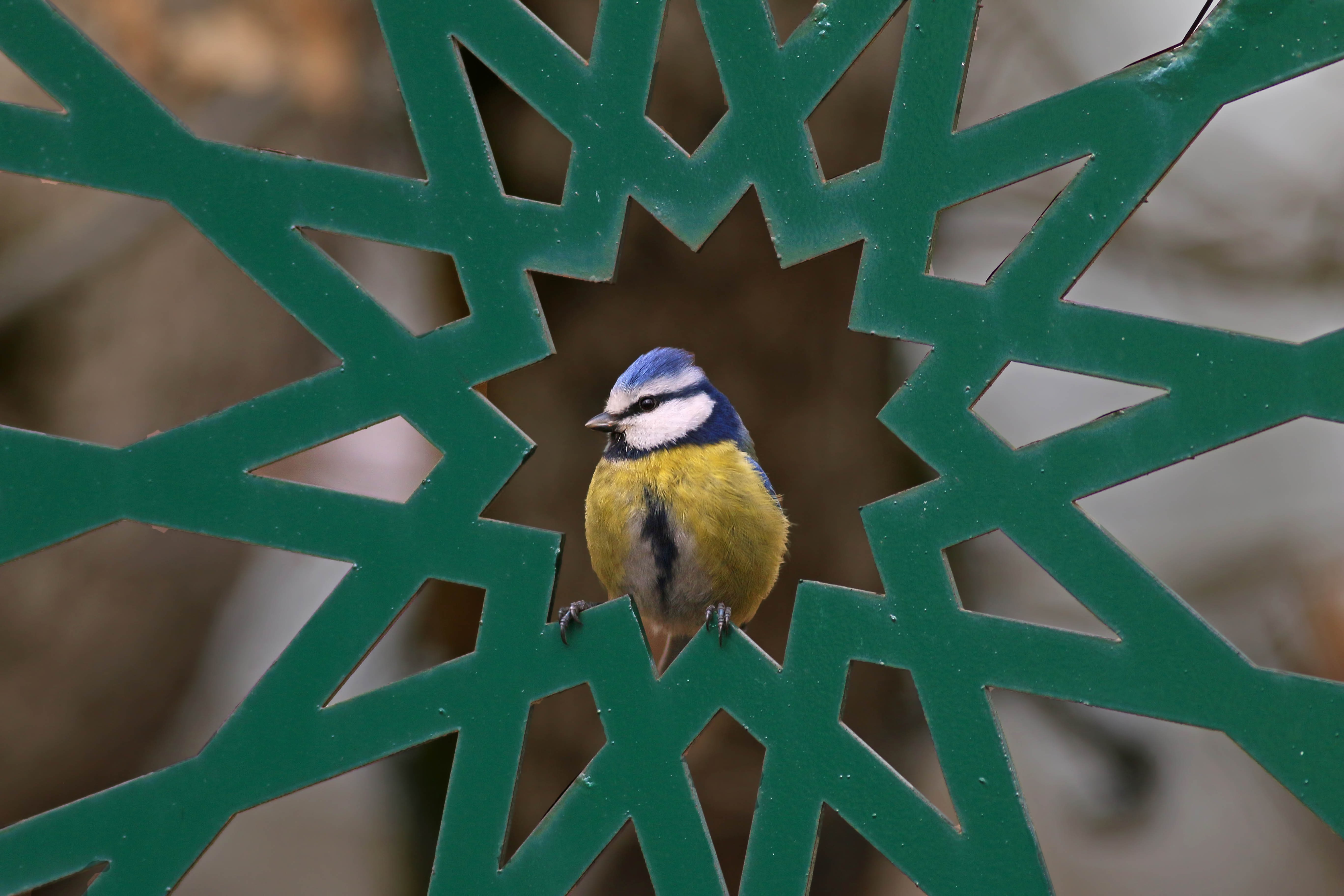 Common Blue Tit