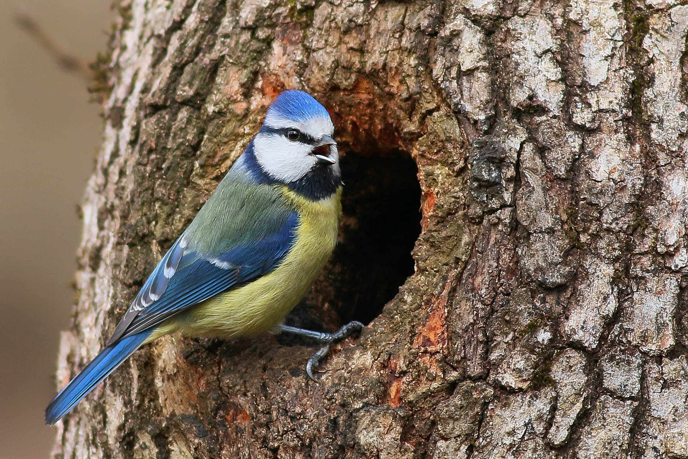 Eurasian Blue Tit