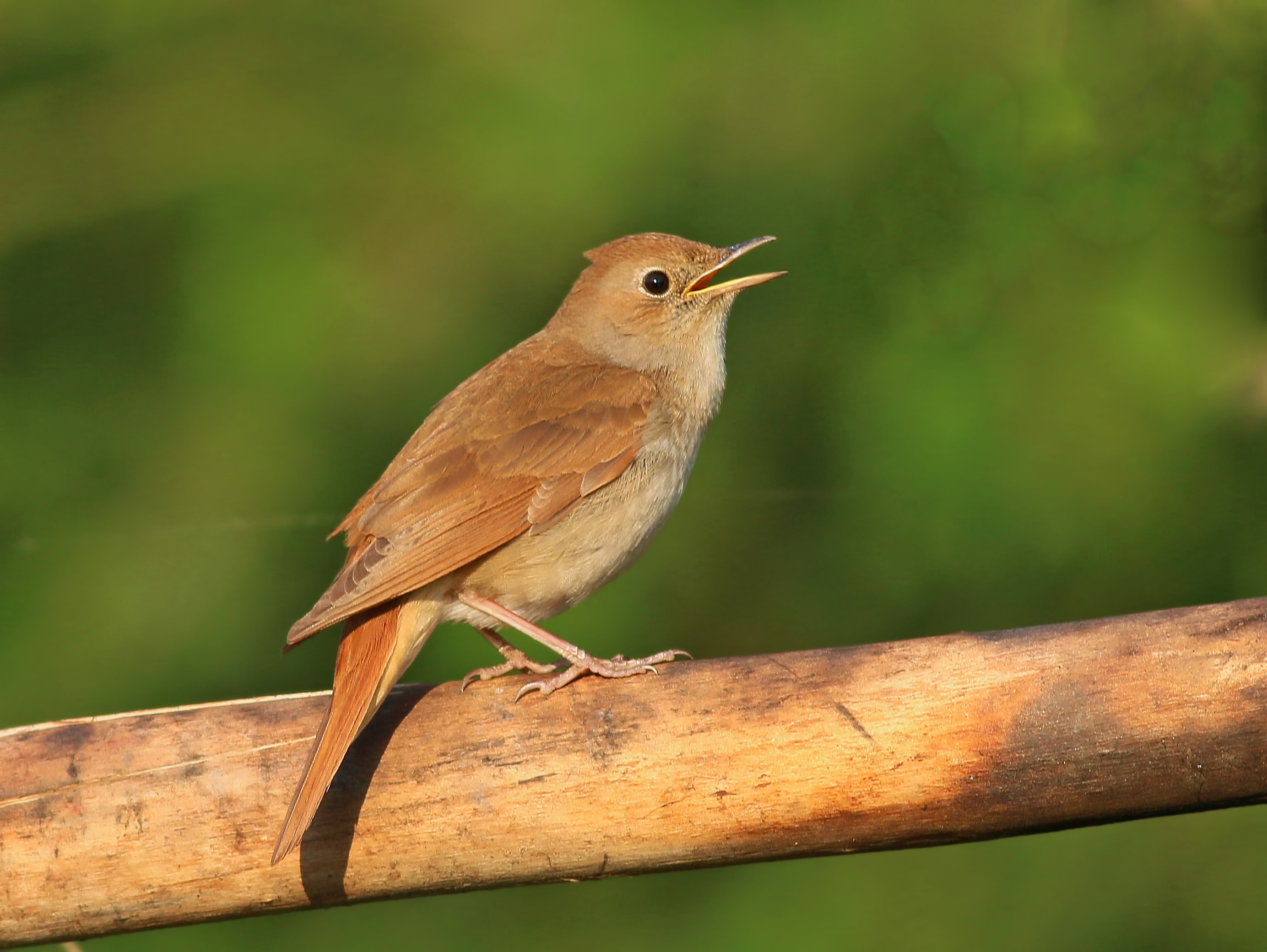 Common Nightingale