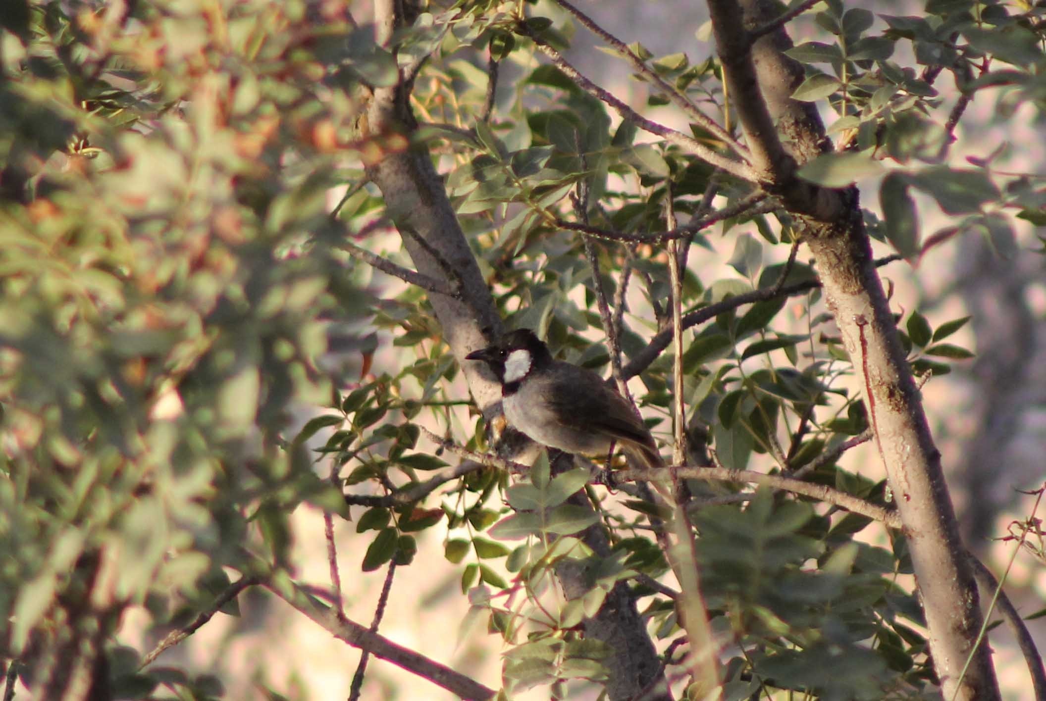 White-eared Bulbul