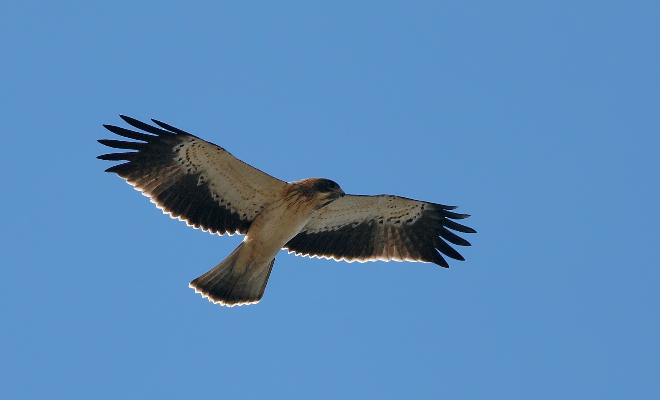 Booted Eagle