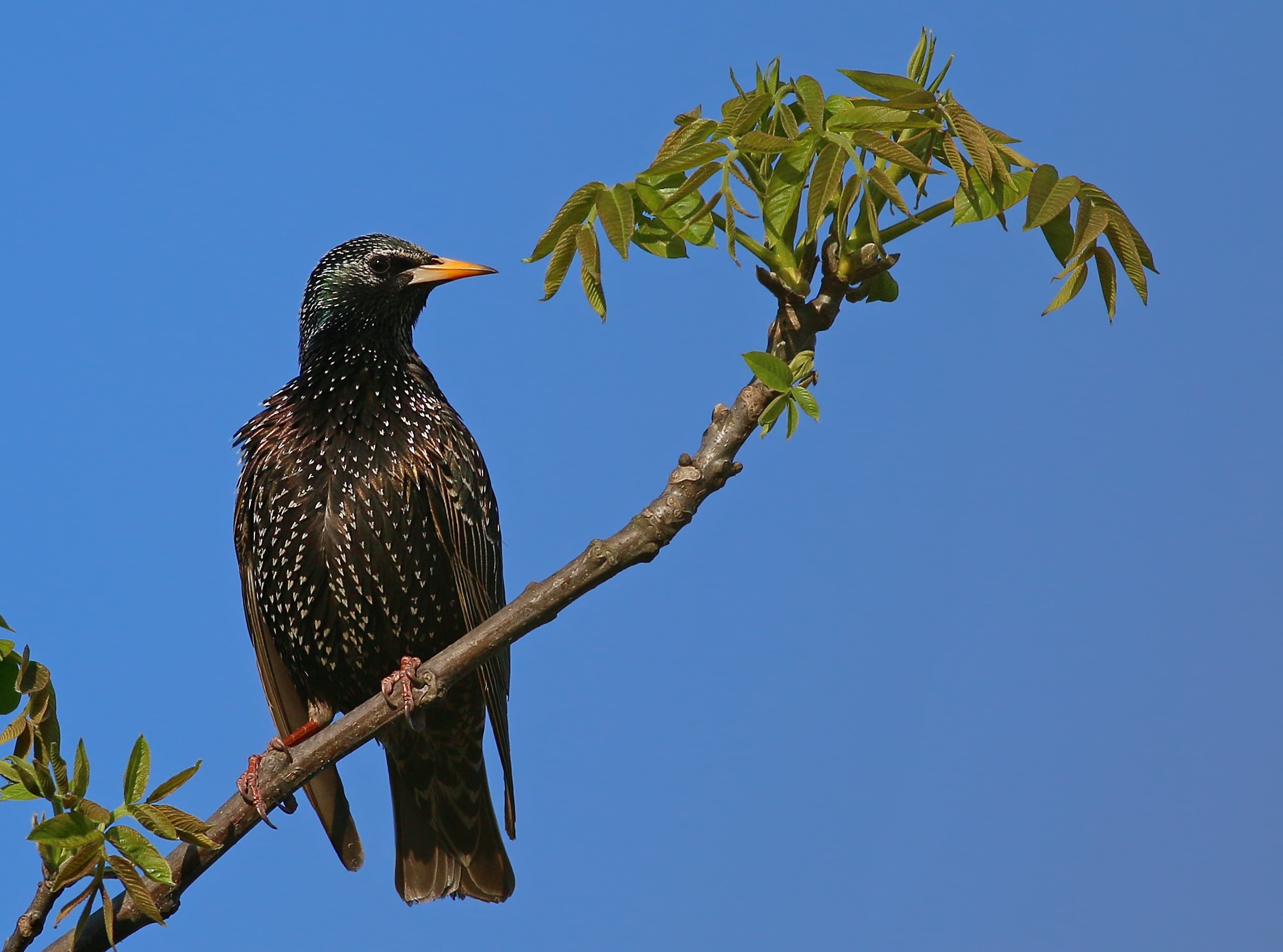 Common Starling
